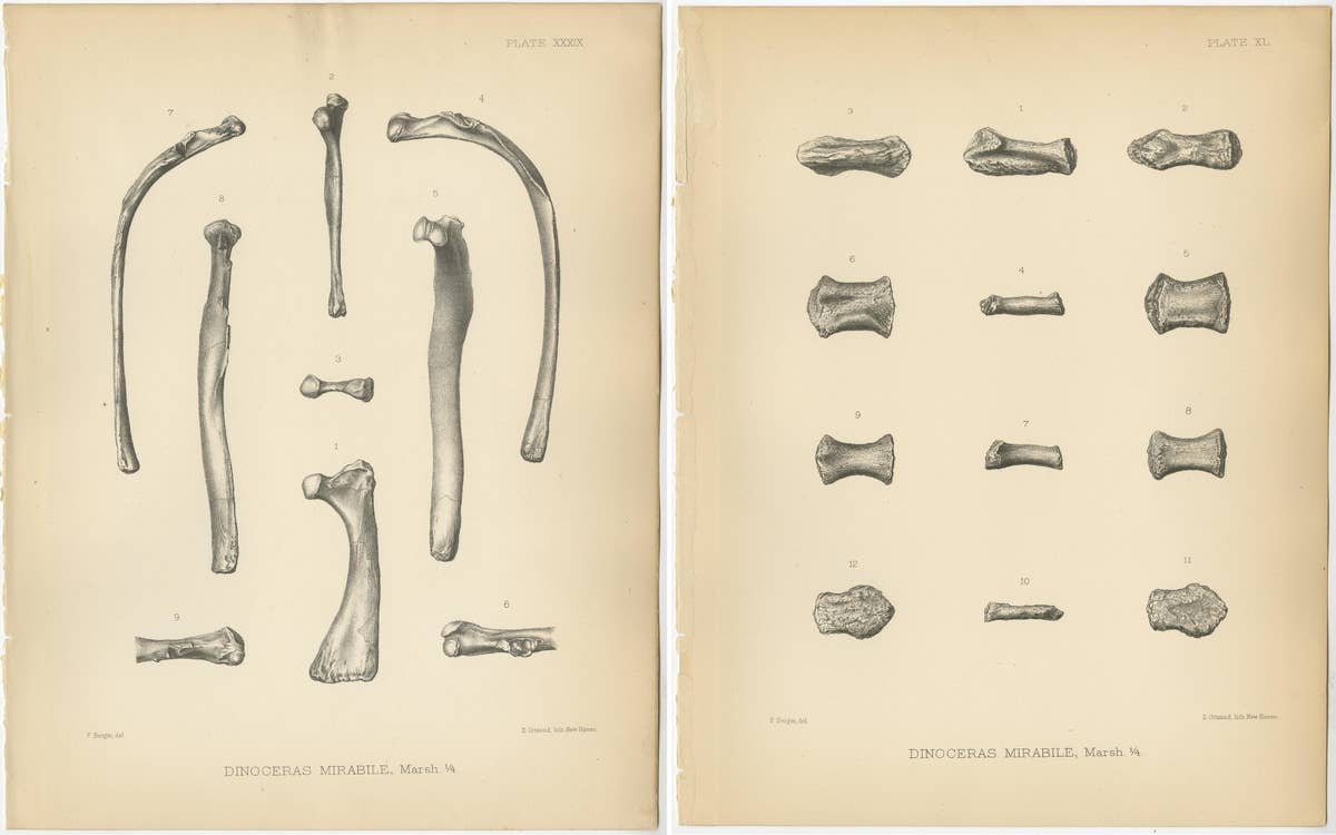 Set of 2 Antique Paleontology Prints of a Dinoceras Mirabile by Marsh, 1886