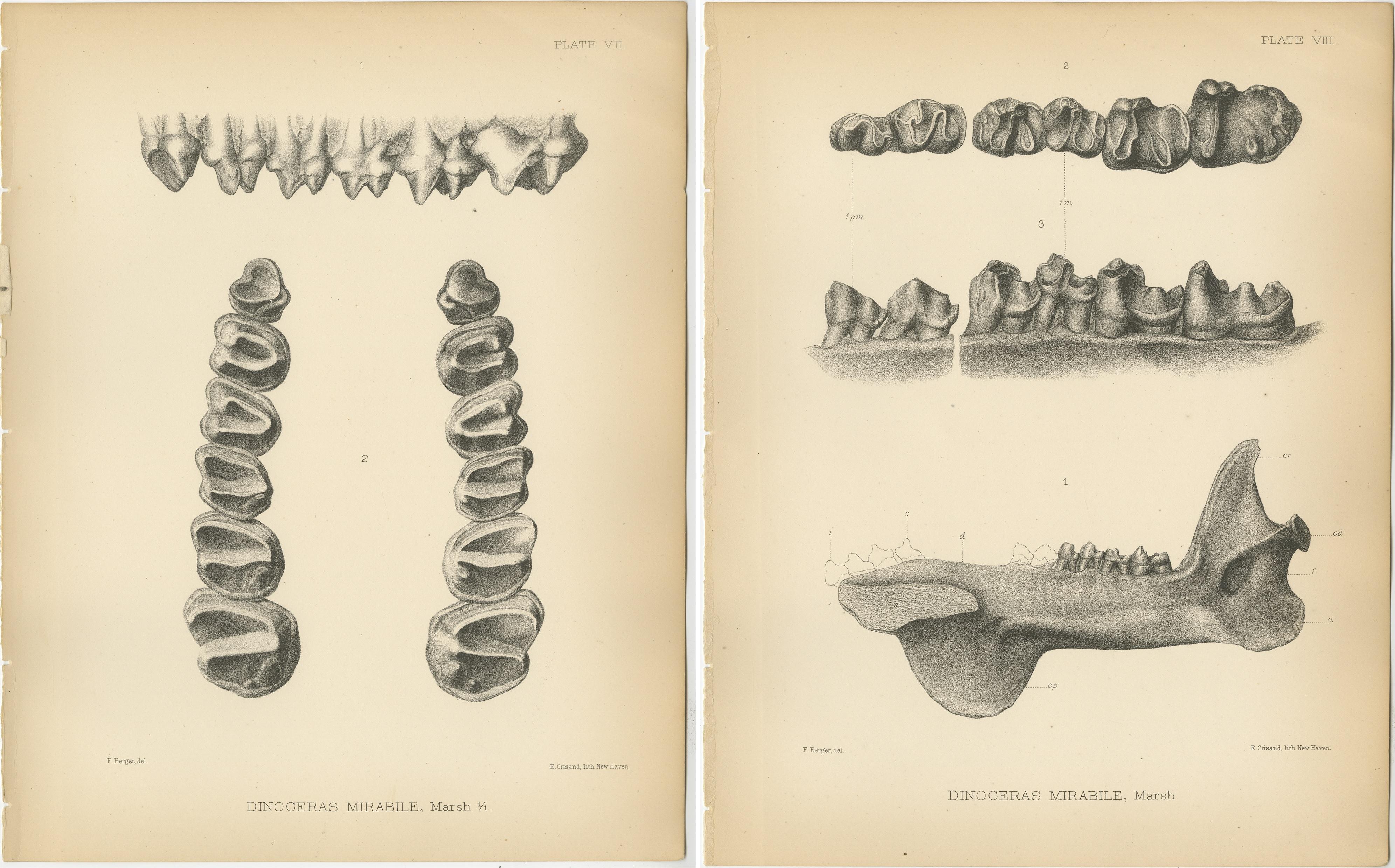 19th Century Set of 2 Antique Paleontology Prints of a Dinoceras Mirabile by Marsh '1886' For Sale