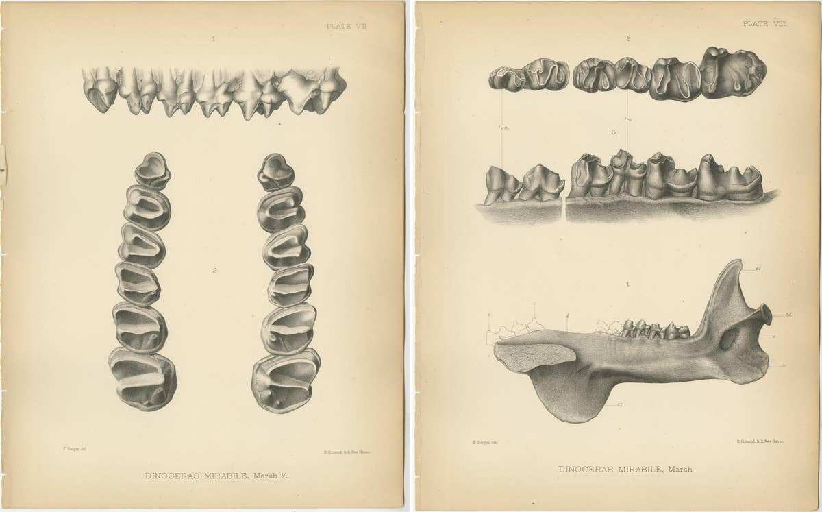 Set of 2 Antique Paleontology Prints of a Dinoceras Mirabile by Marsh '1886'