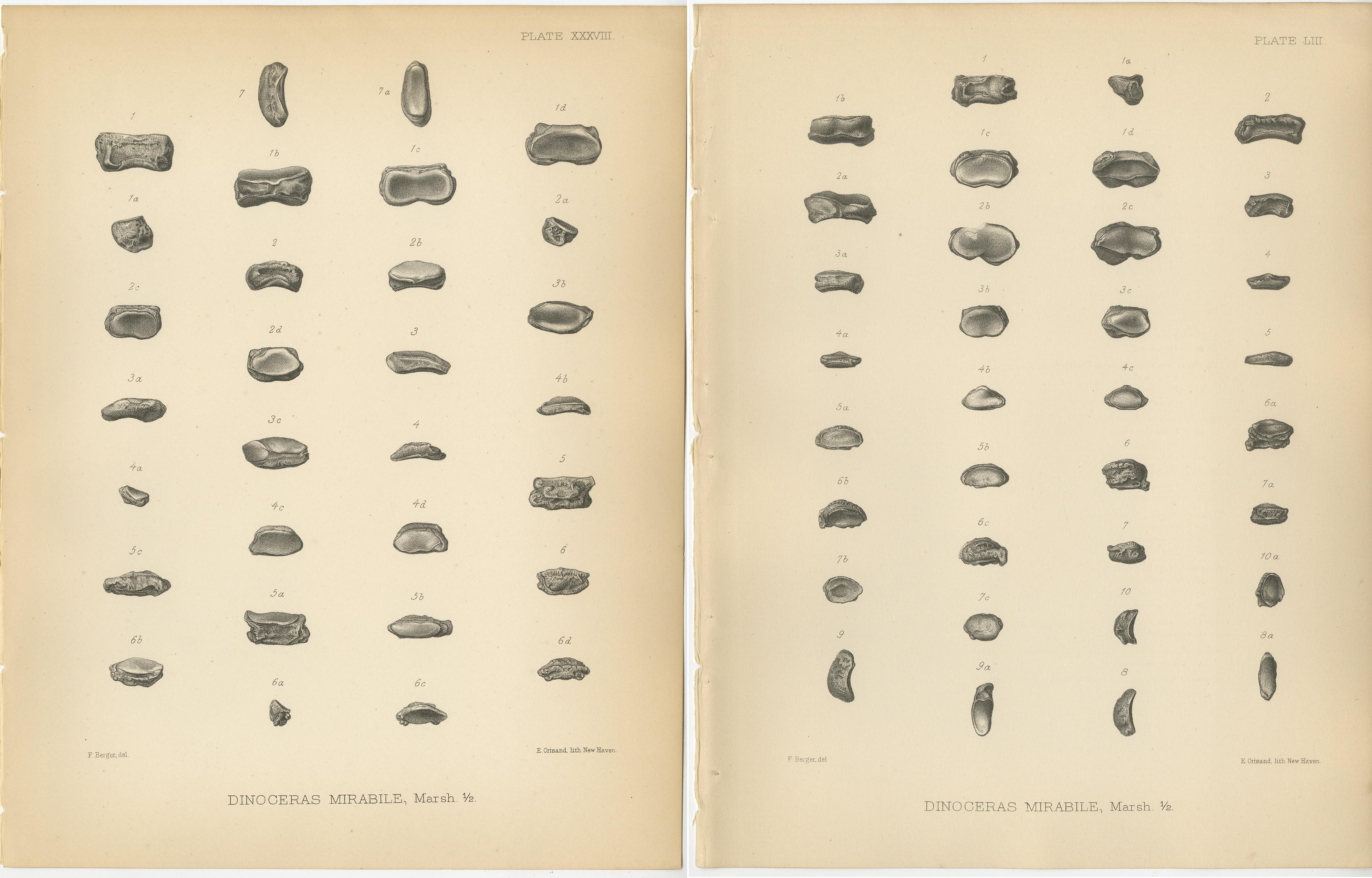 19th Century Set of 2 Antique Paleontology Prints of a Dinoceras Mirabile by Marsh, 1886 For Sale