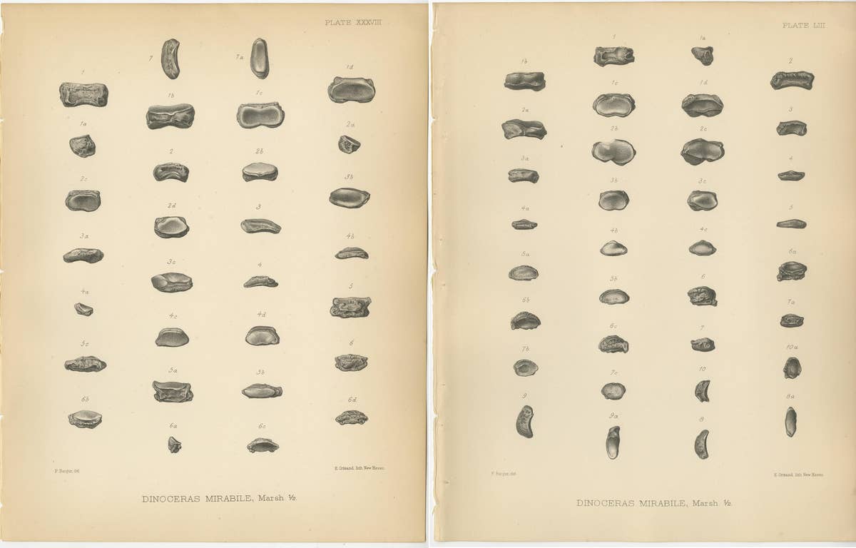 Set of 2 Antique Paleontology Prints of a Dinoceras Mirabile by Marsh, 1886
