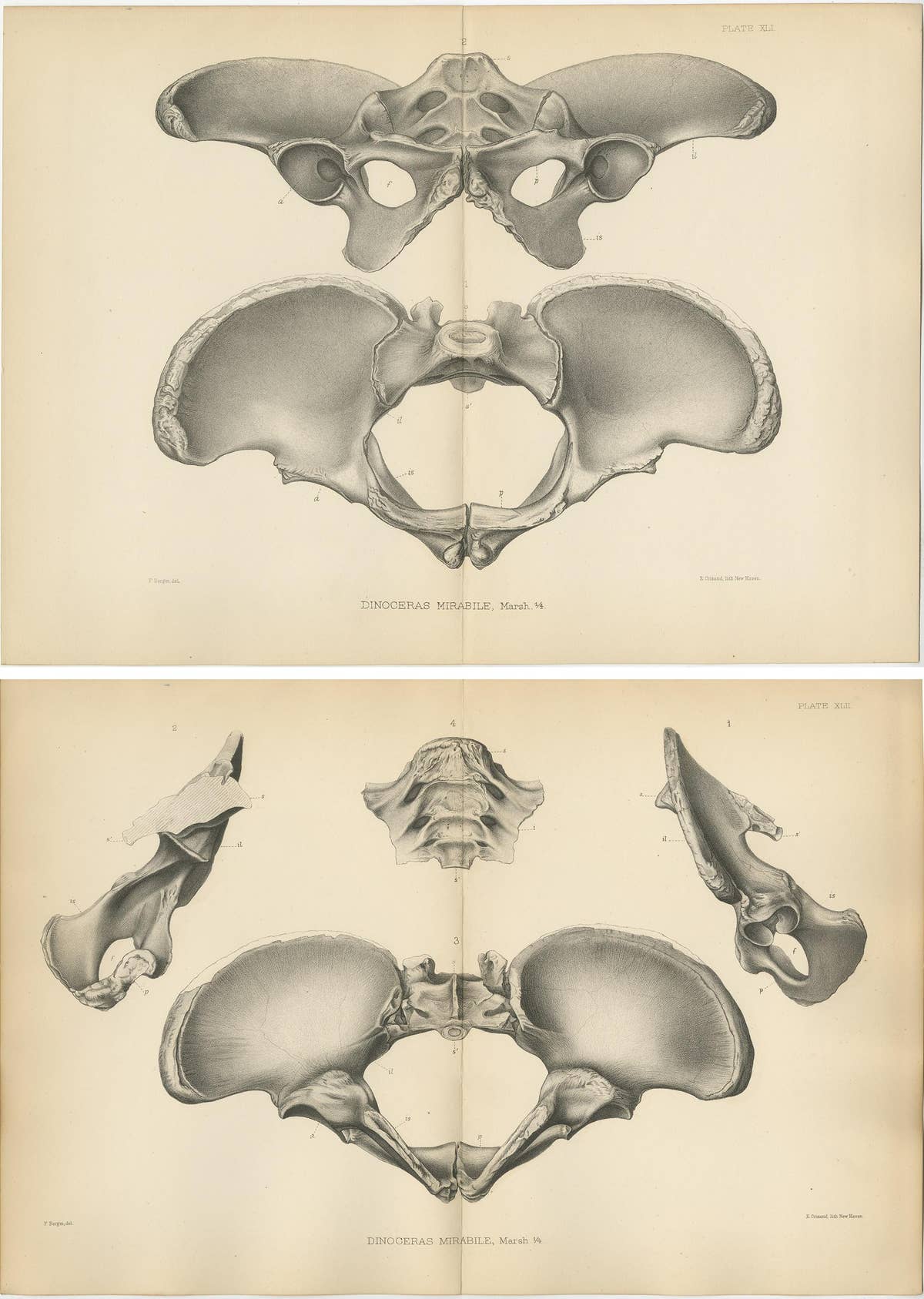 Set of 2 Antique Paleontology Prints of a Dinoceras Mirabile by Marsh, 1886