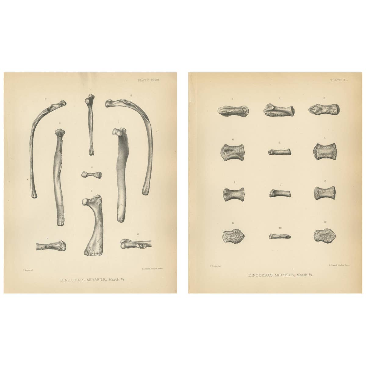 Set of 2 Antique Paleontology Prints of a Dinoceras Mirabile by Marsh, 1886