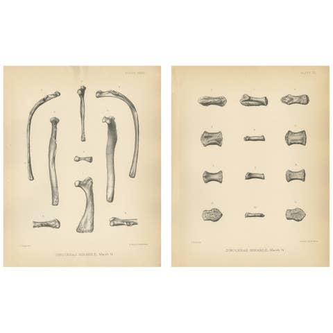 Set of 2 Antique Paleontology Prints of a Dinoceras Mirabile by Marsh, 1886