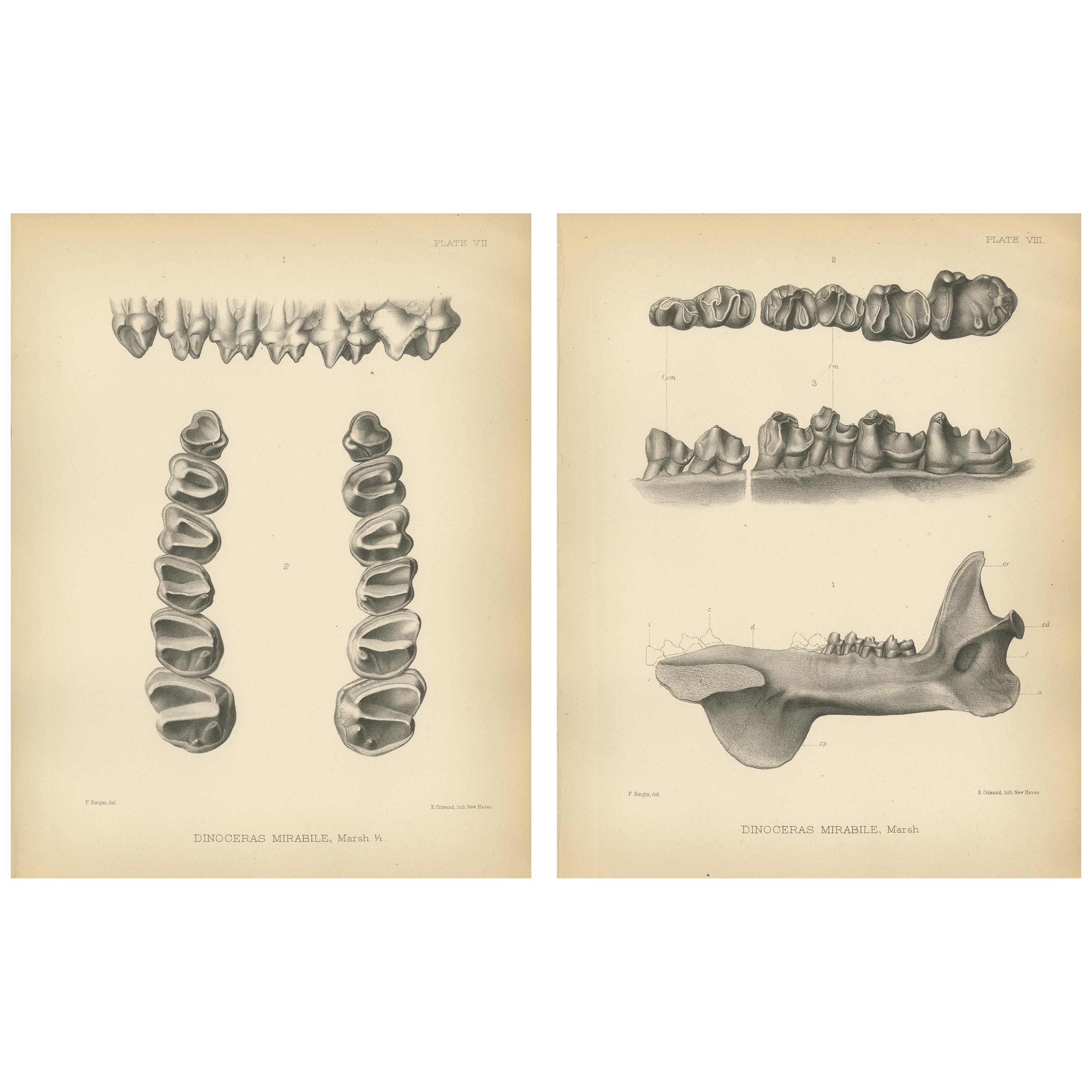 Set of 2 Antique Paleontology Prints of a Dinoceras Mirabile by Marsh '1886' For Sale