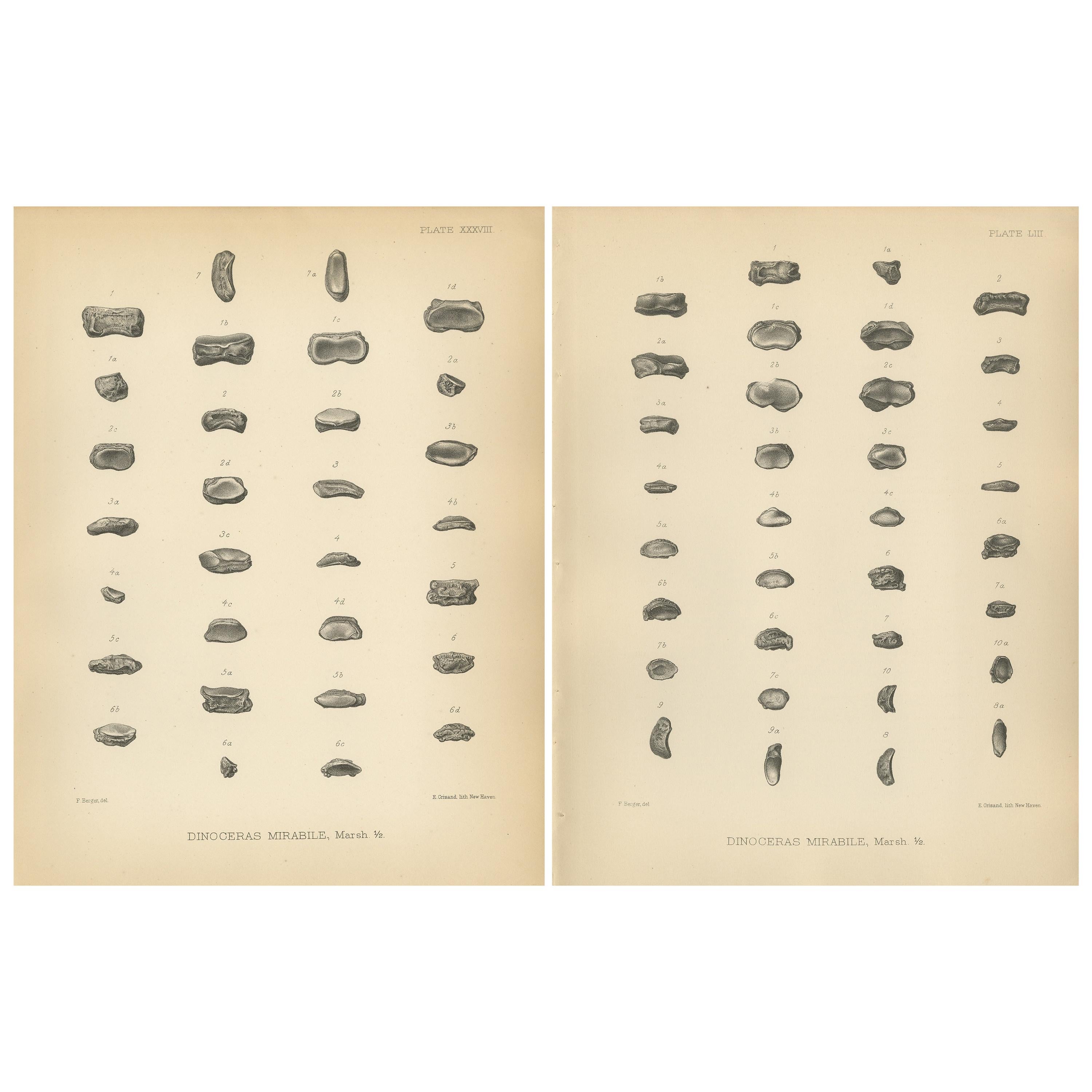 Set of 2 Antique Paleontology Prints of a Dinoceras Mirabile by Marsh, 1886