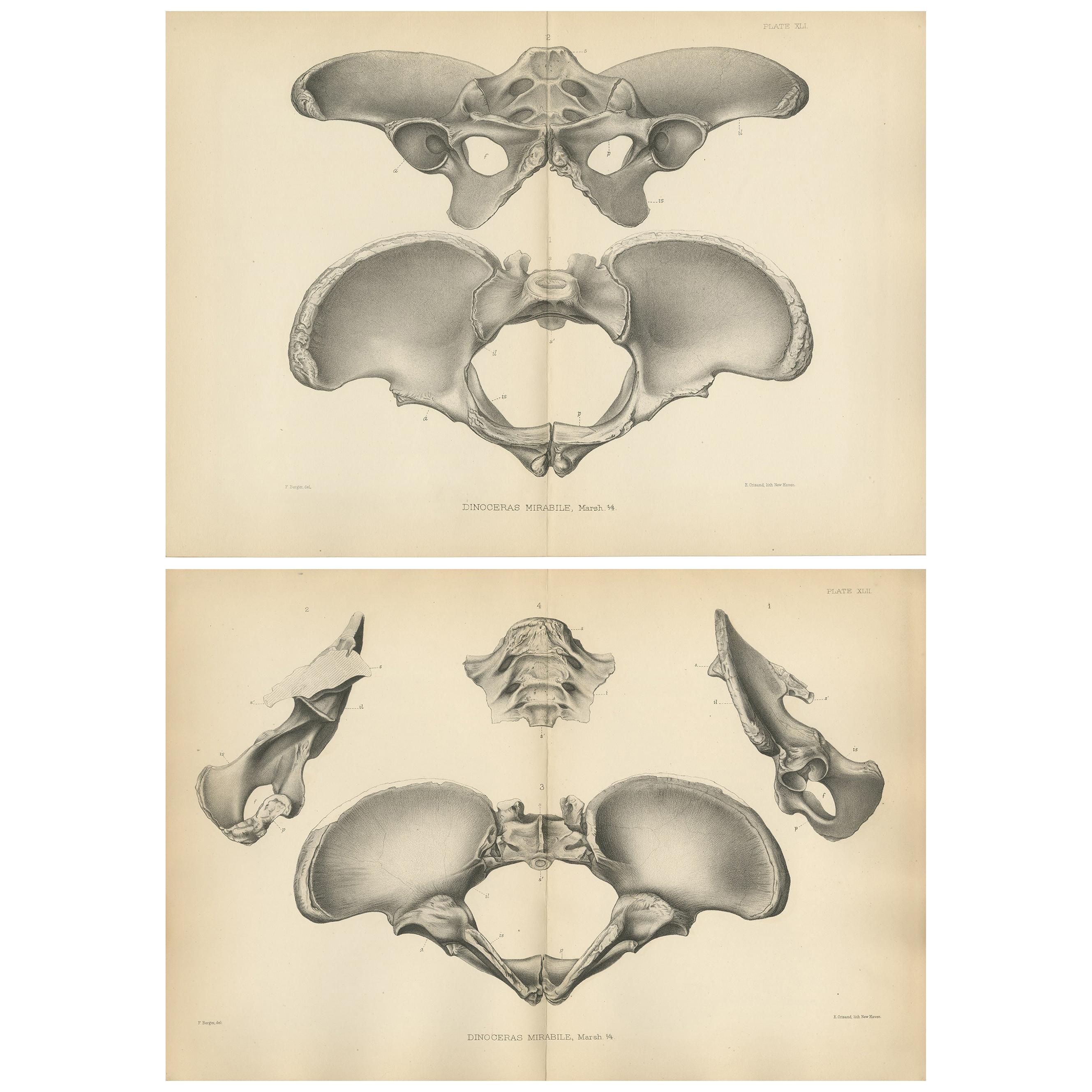 Set of 2 Antique Paleontology Prints of a Dinoceras Mirabile by Marsh, 1886