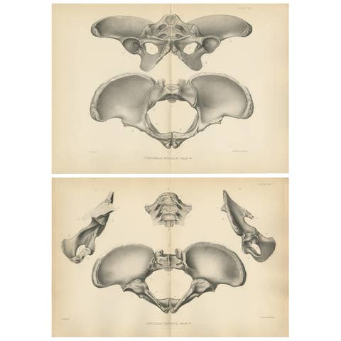 Set of 2 Antique Paleontology Prints of a Dinoceras Mirabile by Marsh, 1886