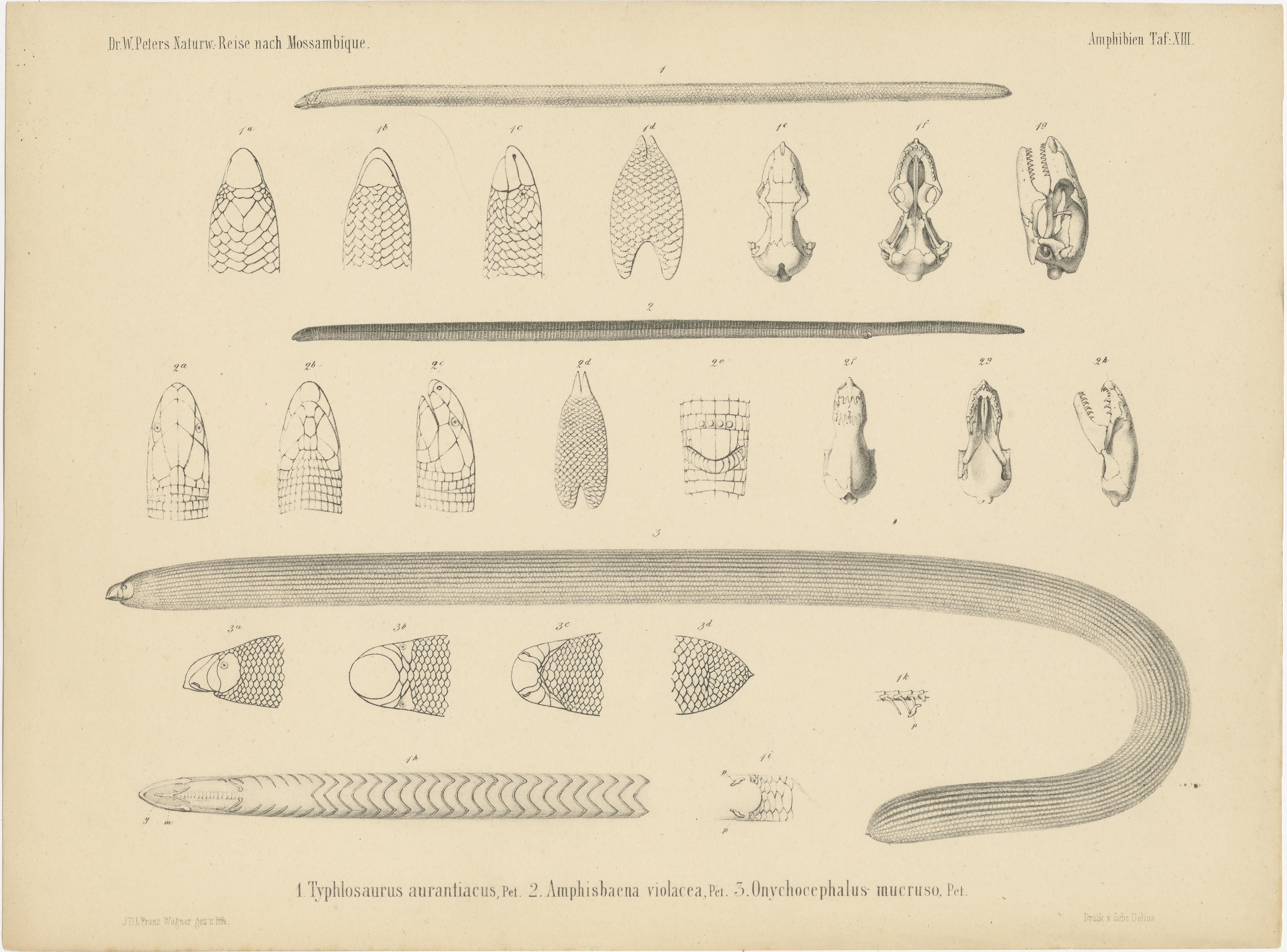 19th Century Set of 2 Antique Prints Illustrating the Anatomy of Various Amphibians For Sale