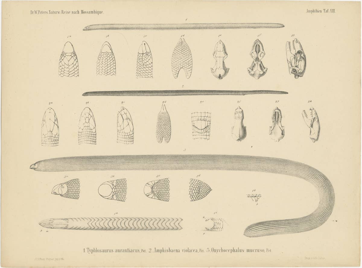 Set of 2 Antique Prints Illustrating the Anatomy of Various Amphibians