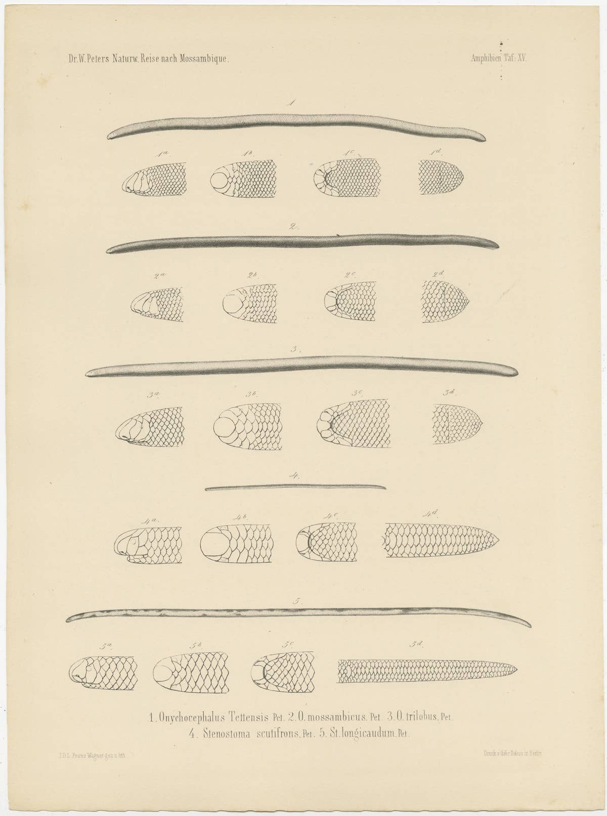 Set of 2 Antique Prints Illustrating the Anatomy of Various Amphibians