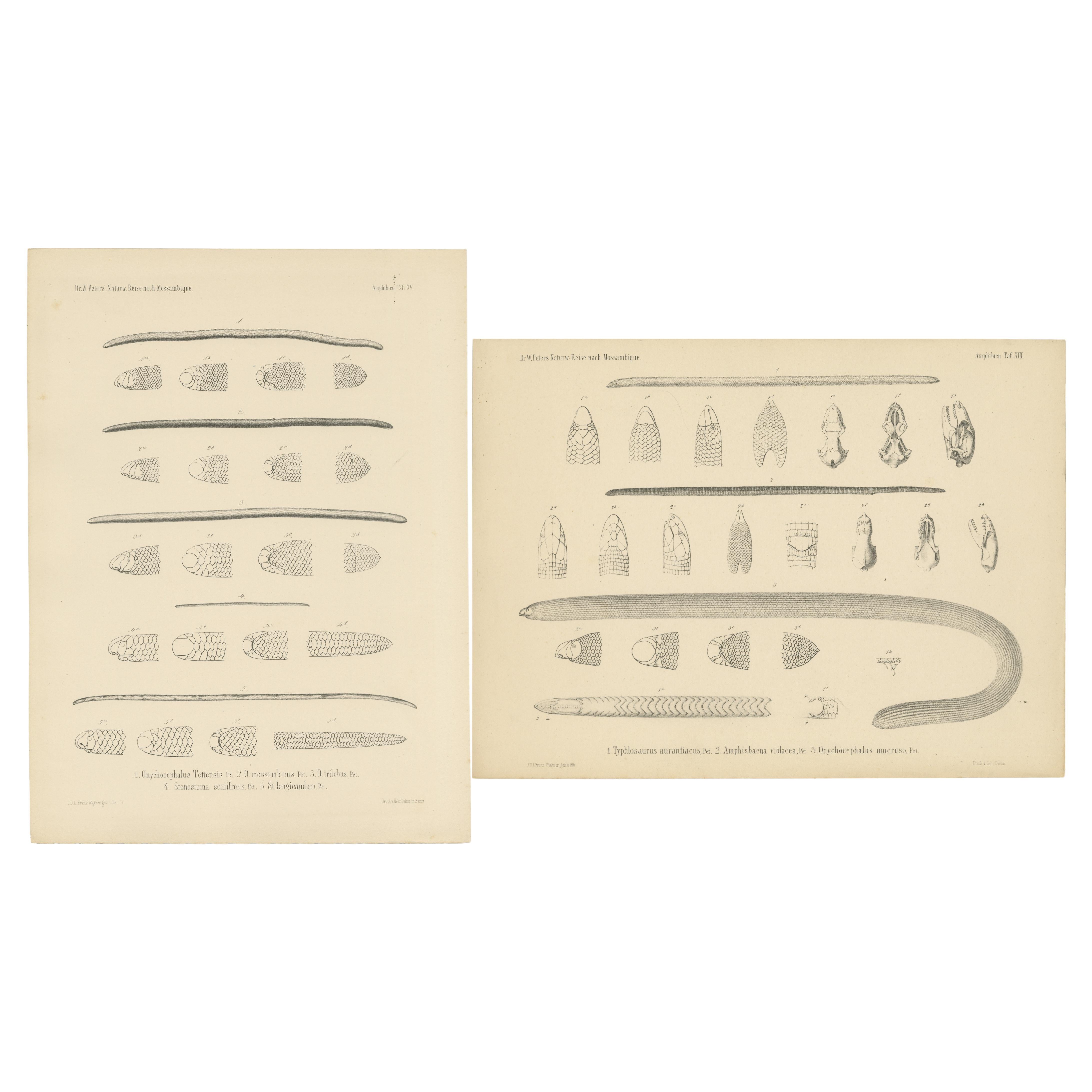 Set of 2 Antique Prints Illustrating the Anatomy of Various Amphibians For Sale
