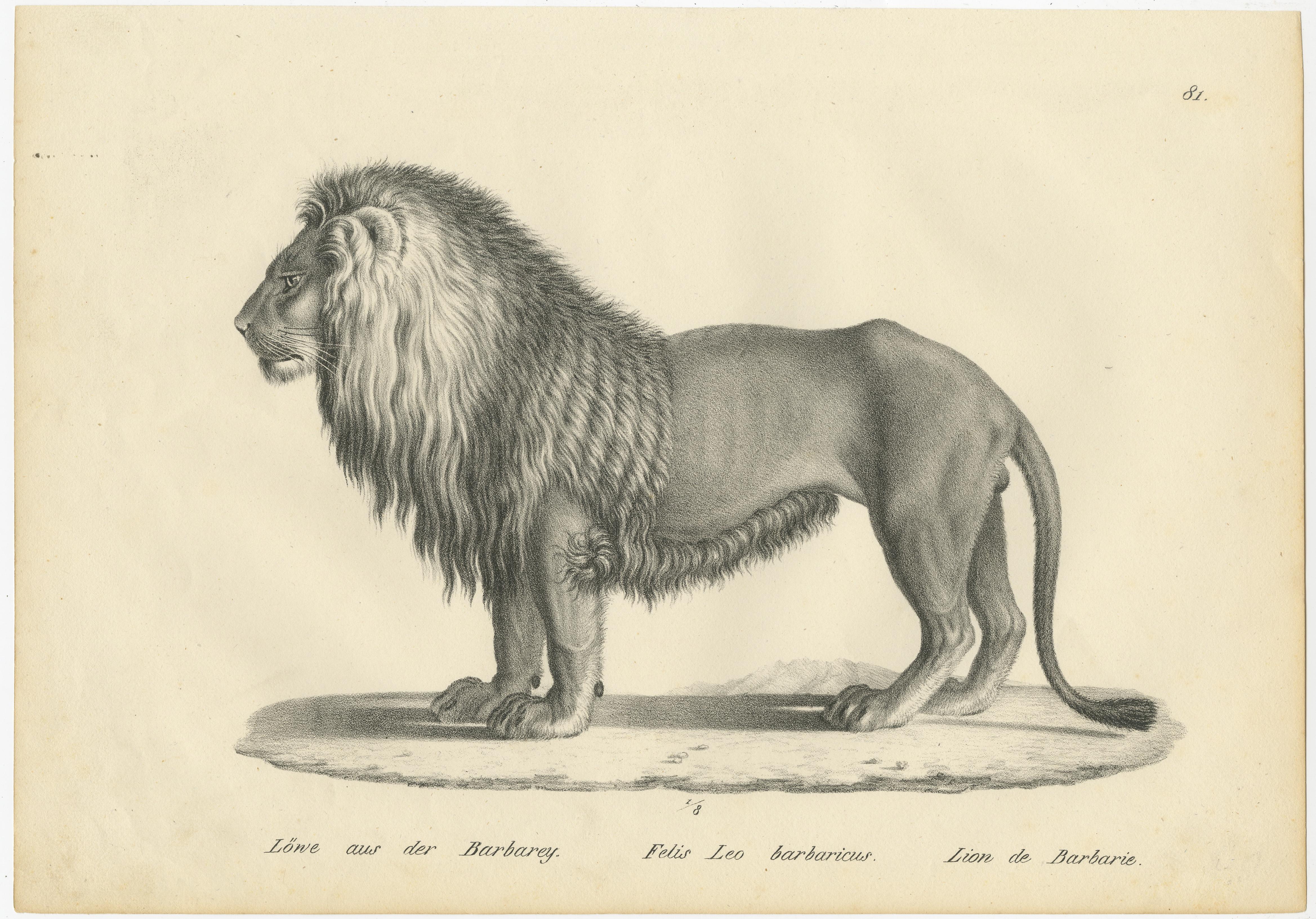 Set of two original antique prints titled 'Löwe aus der Barabarey (..) Löwin von der Barbarey'. Prints of a Barbary Lion and Lioness. Published by Karl Joseph Brodtmann, circa 1830.
