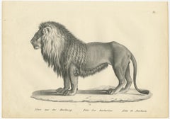 Set of 2 Antique Prints of a Barbary Lion and Lioness by Brodtmann