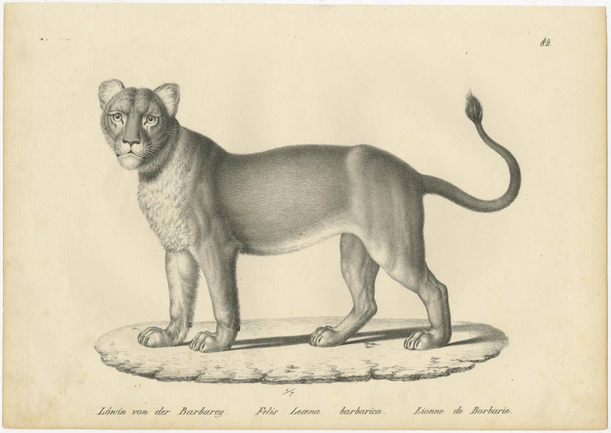 Set of 2 Antique Prints of a Barbary Lion and Lioness by Brodtmann
