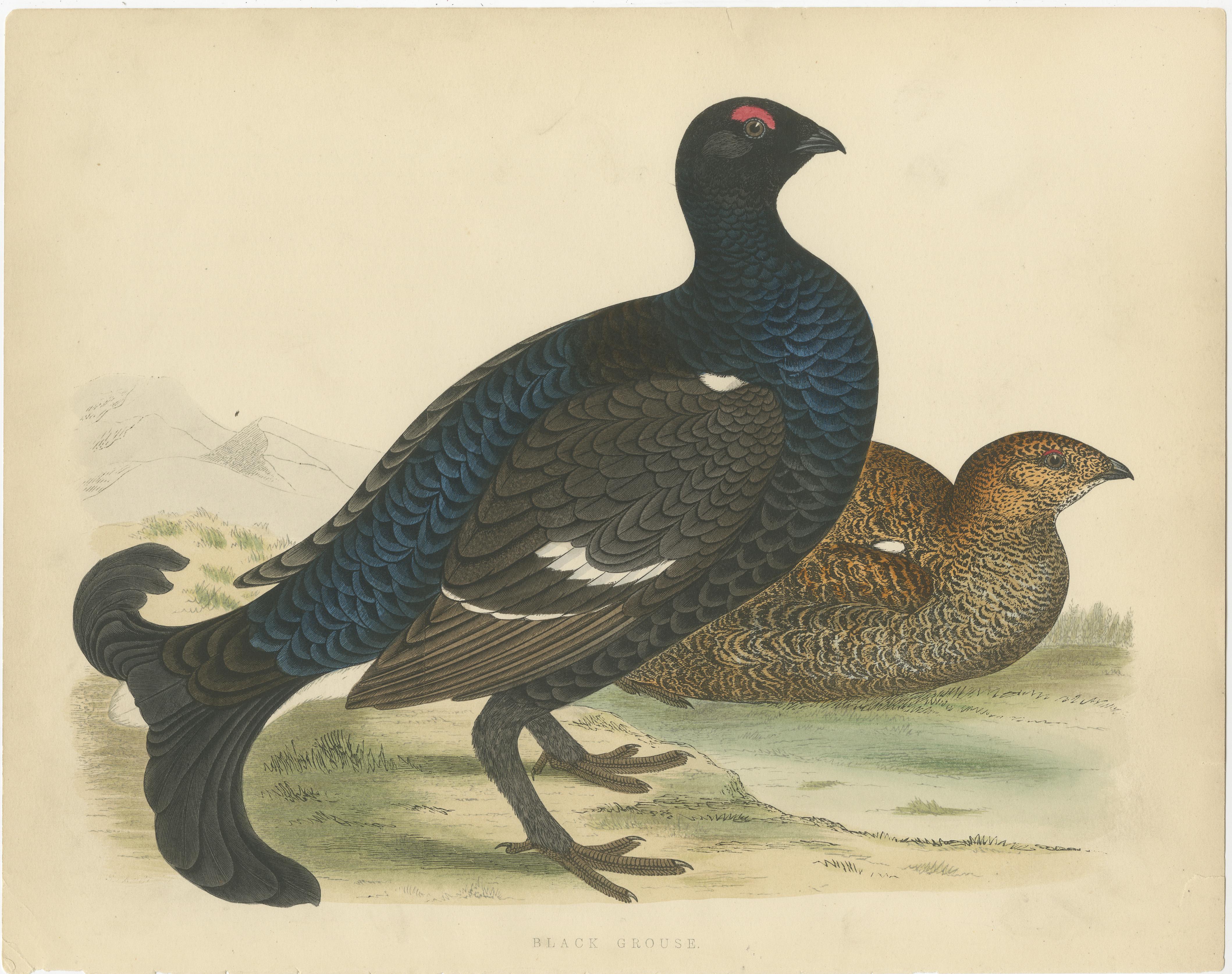 Set of two antique prints titled 'Black Grouse' and 'Red Grouse'. Original old bird prints of a black grouse and red grouse. These prints originate from 'British Game Birds and Wildfowl' by Beverly Robinson Morris. Published circa 1855, being the
