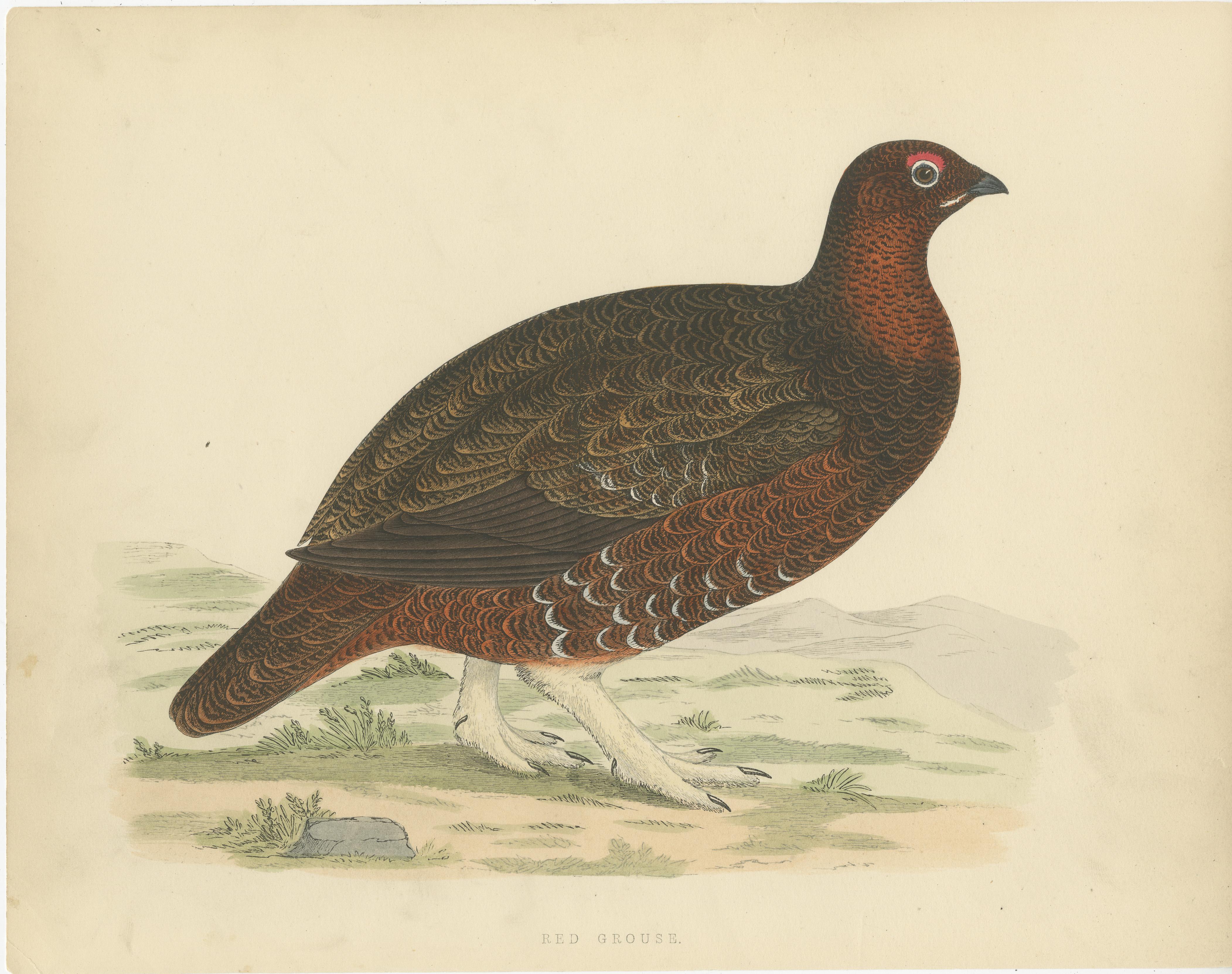 Set of 2 Antique Prints of a Black Grouse and Red Grouse In Fair Condition For Sale In Langweer, NL