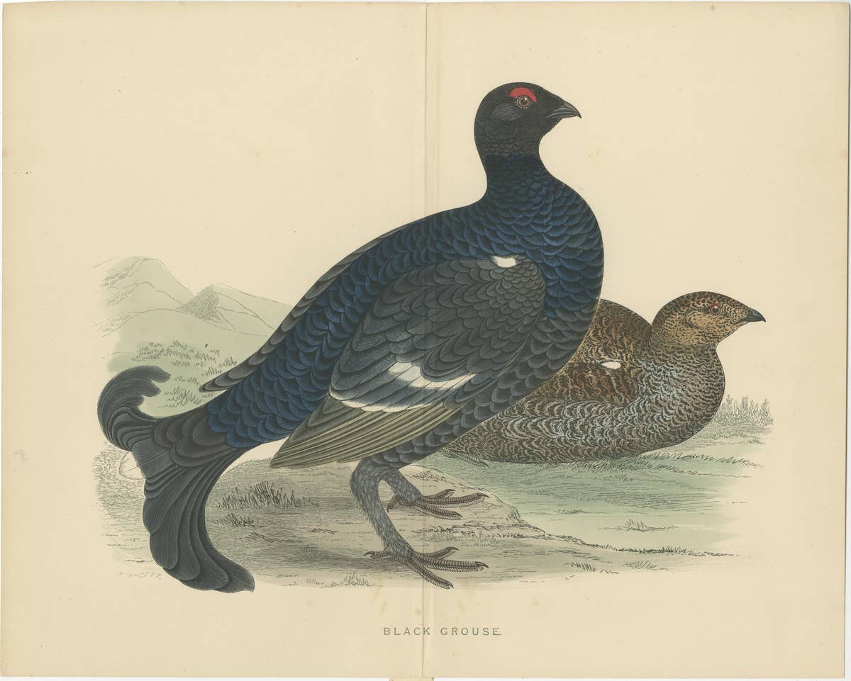 Set of 2 Antique Prints of a Black Grouse and Red Grouse 'with Centre Fold'