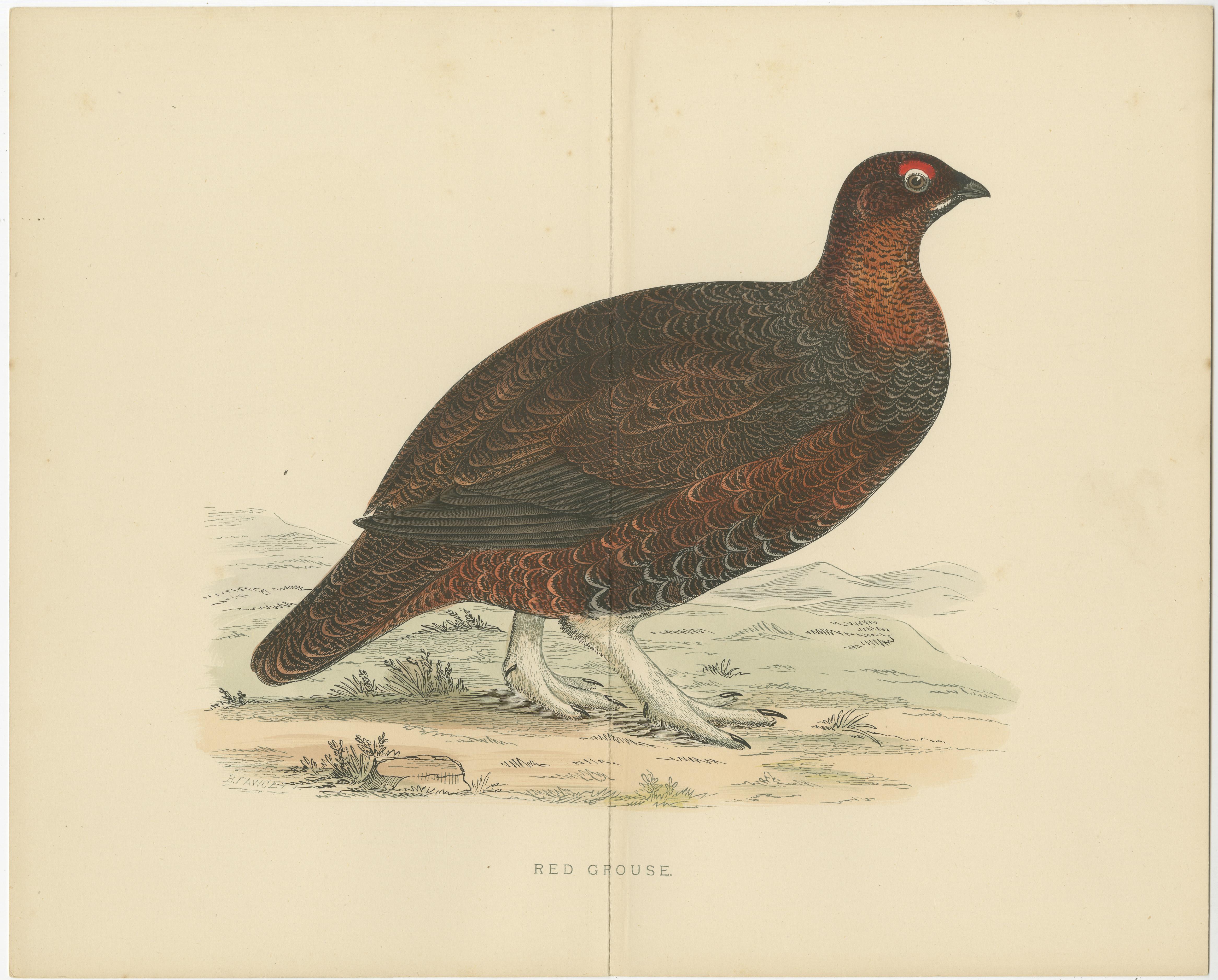Set of 2 Antique Prints of a Black Grouse and Red Grouse 'with Centre Fold' In Good Condition For Sale In Langweer, NL
