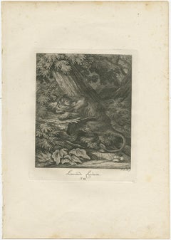 Set of 2 Antique Prints of a Lioness Hunting and Resting