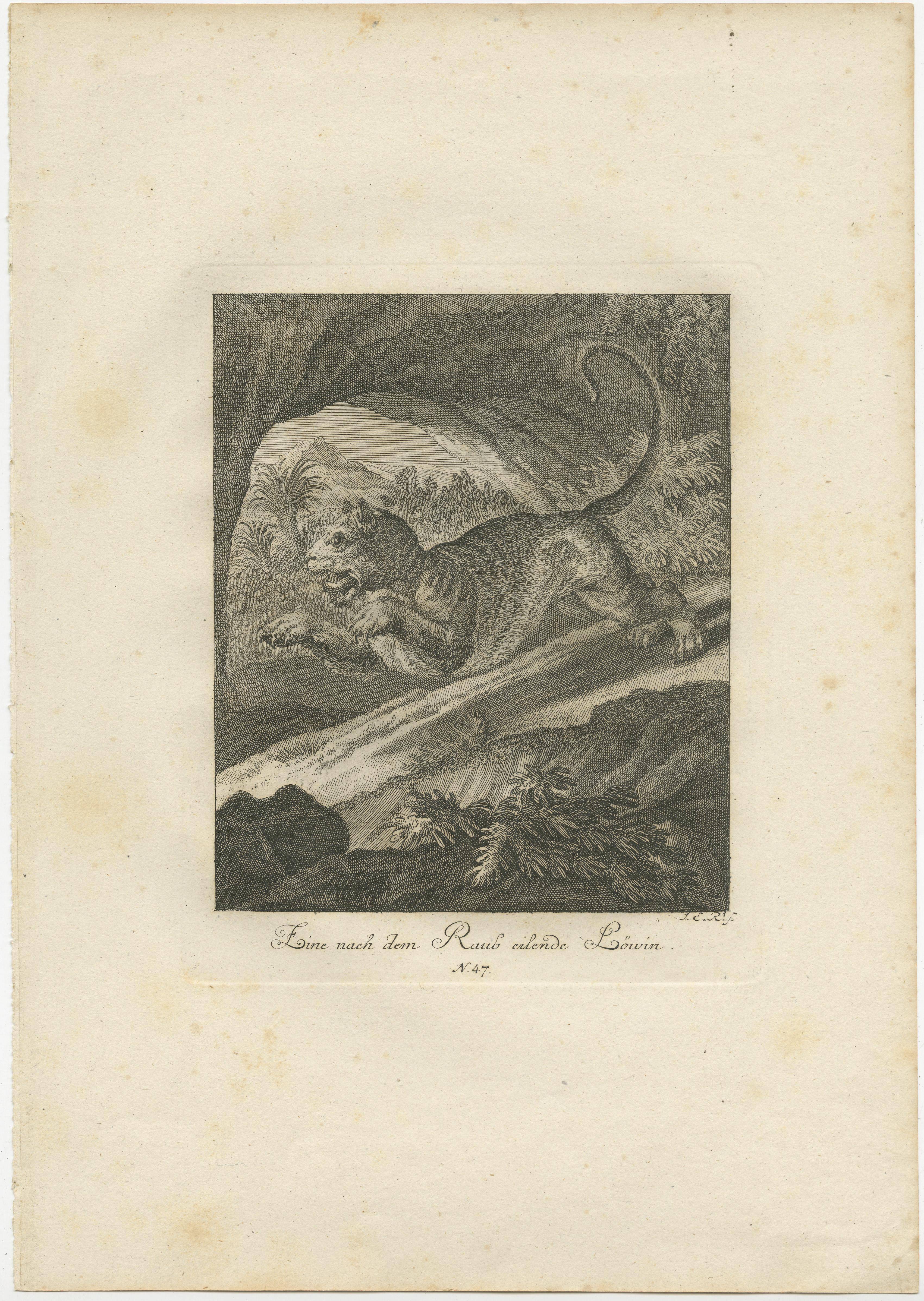 Set of 2 Antique Prints of a Lioness Hunting and Resting In Good Condition For Sale In Langweer, NL