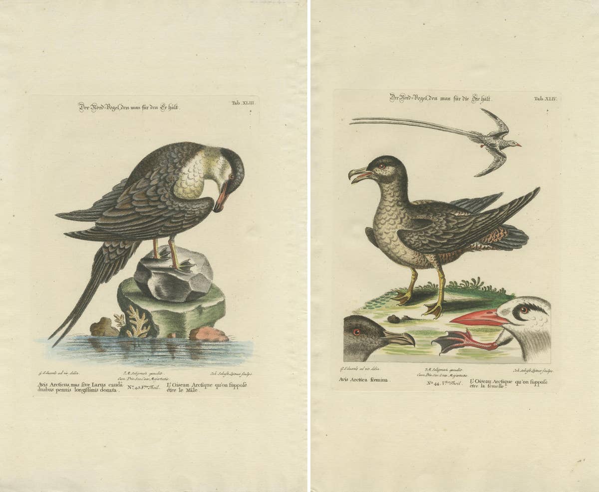 Set of 2 Antique Prints of a Male and Female Arctic Bird