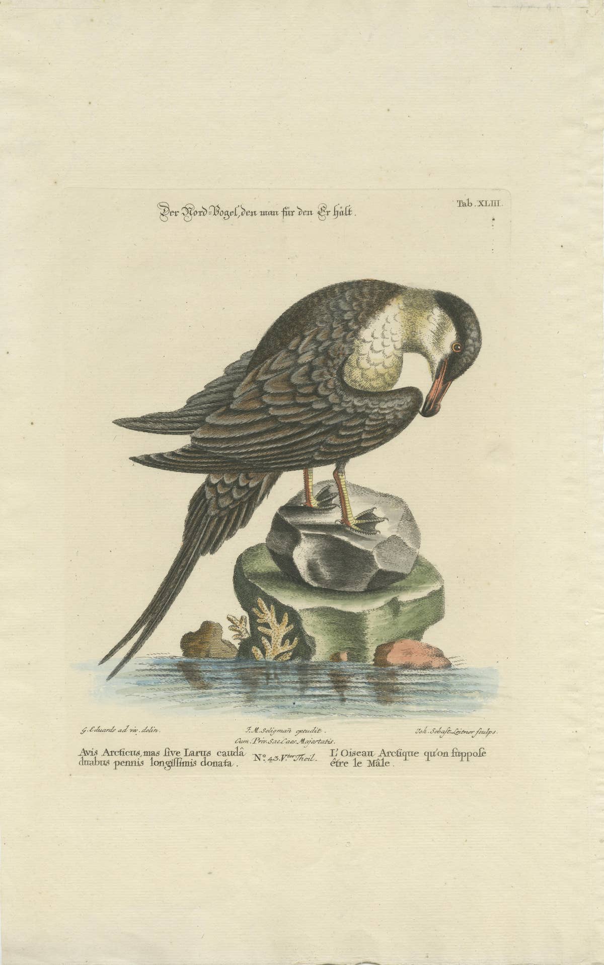 Set of 2 Antique Prints of a Male and Female Arctic Bird