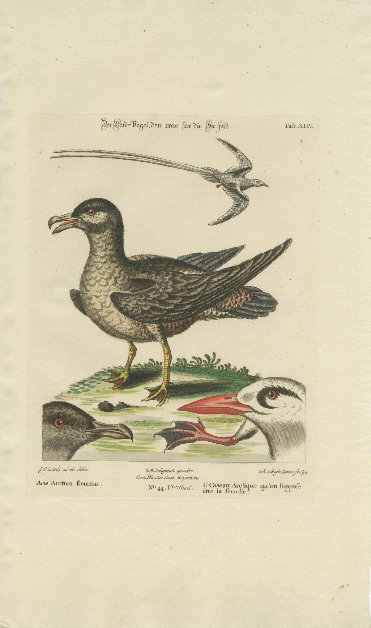Set of 2 Antique Prints of a Male and Female Arctic Bird