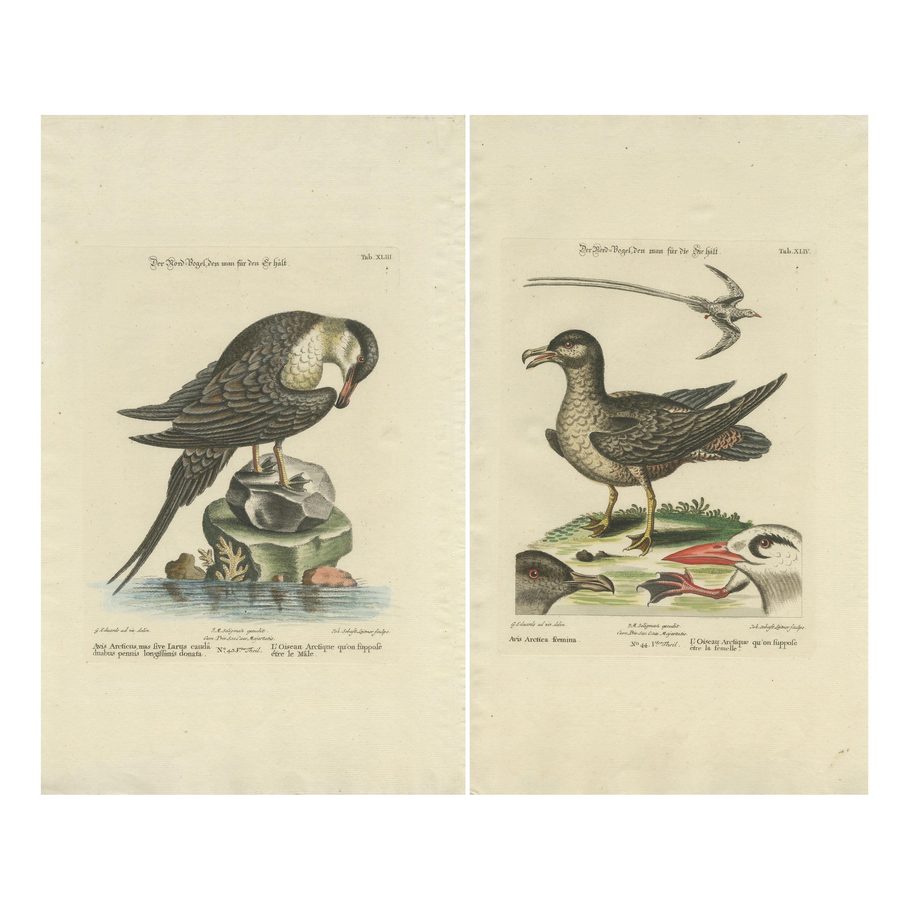 2er-Set antiker Drucke eines männlichen und weiblichen Arktischen Vogels
