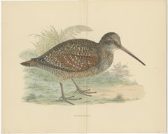 Set of 2 Antique Prints of a Woodcock and Great Snipe, 'with Centre Fold'