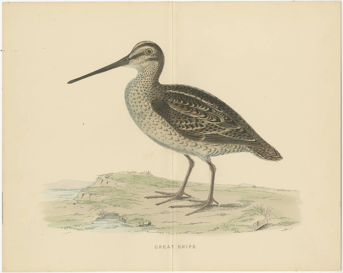 Set of 2 Antique Prints of a Woodcock and Great Snipe, 'with Centre Fold'