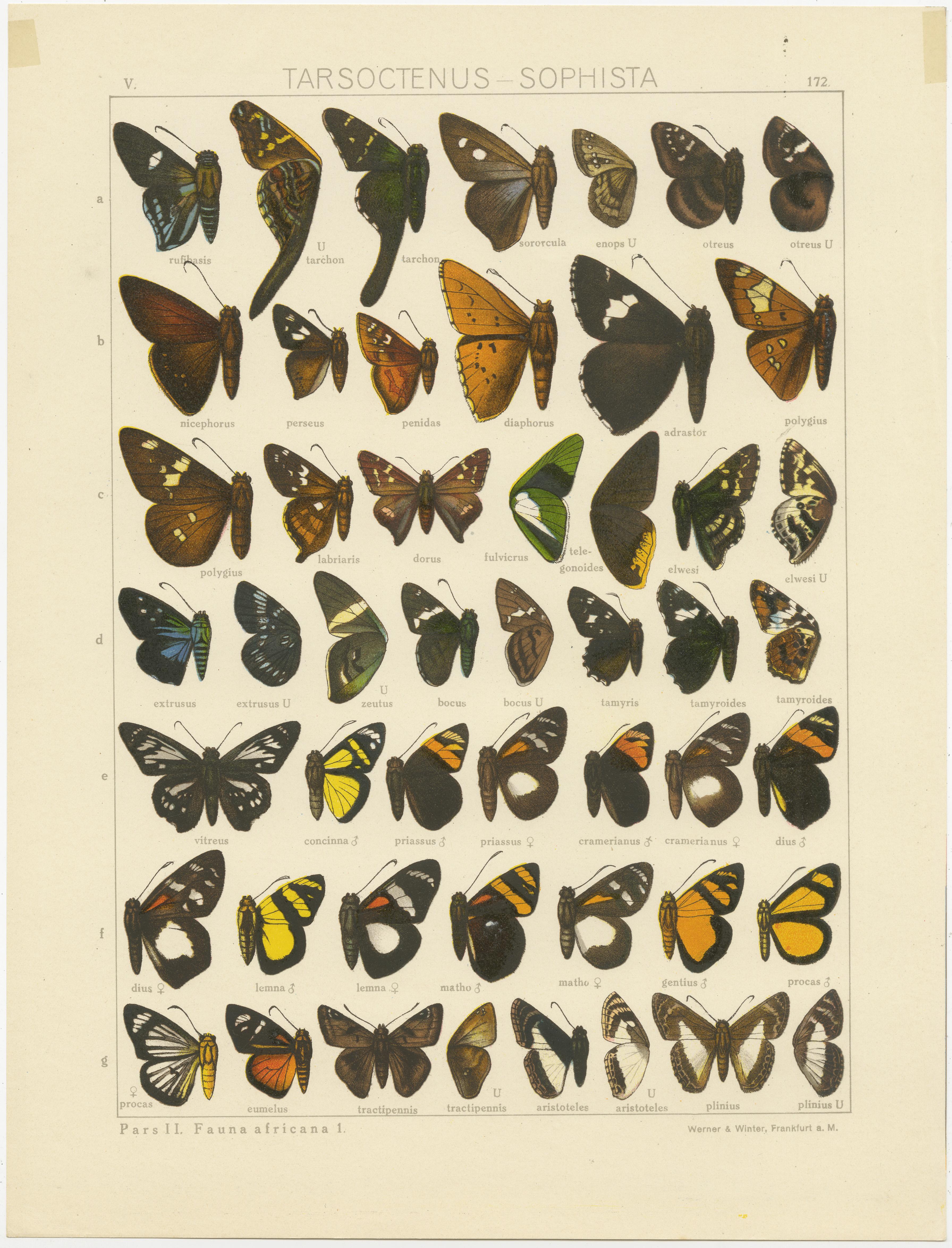 Set of two antique butterfly prints titled 'Tarsoctenus - Sophista' and 'Lycas - Argopteron'. It shows butterflies of Africa and America. These prints originate from 'Die Großschmetterlinge der Erde' published circa 1910. 

The prints display a