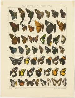 Set of 2 Antique Prints of Butterflies of Africa and America, Published in 1910