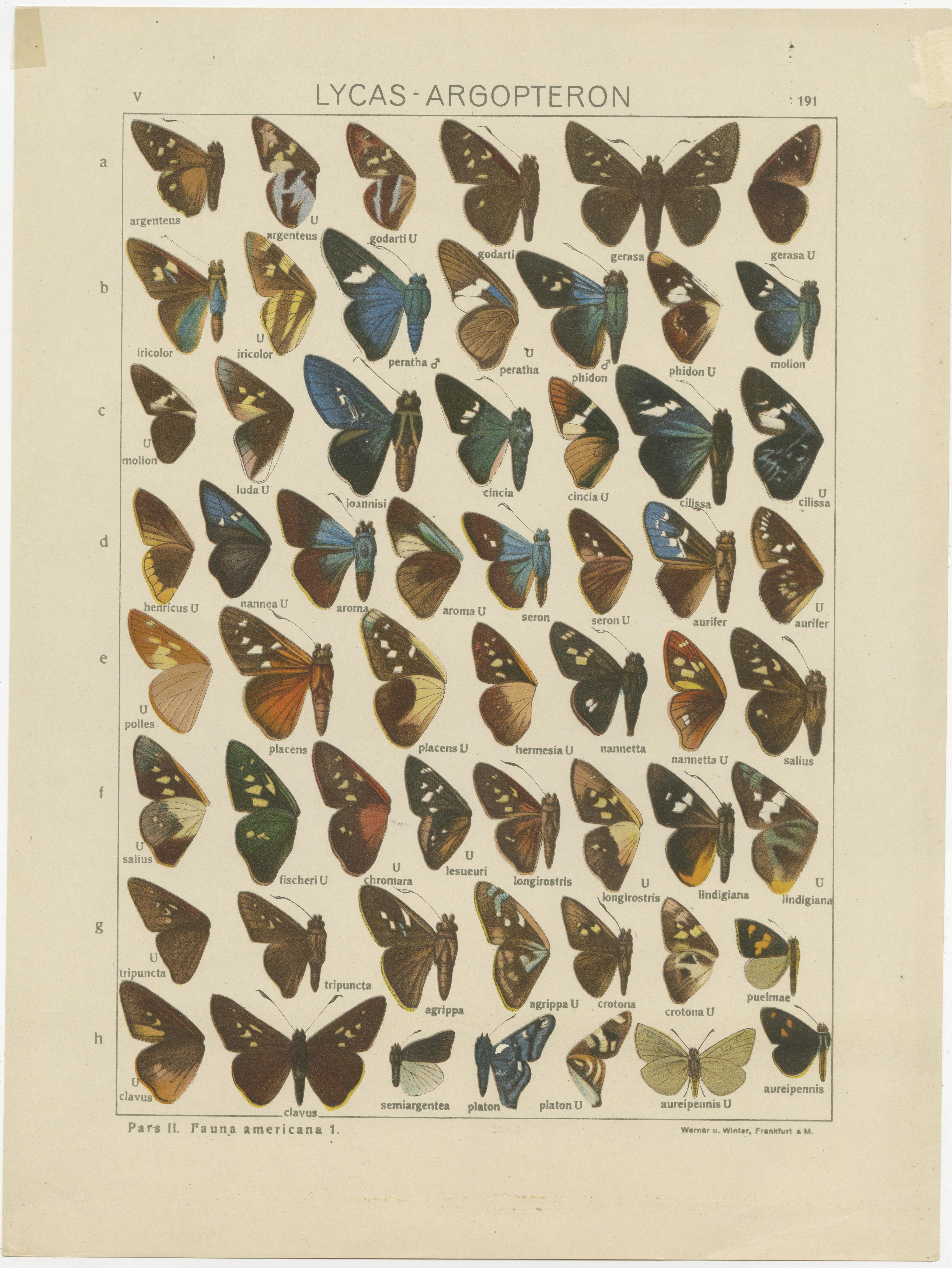 Set of 2 Antique Prints of Butterflies of Africa and America, Published in 1910 In Good Condition For Sale In Langweer, NL