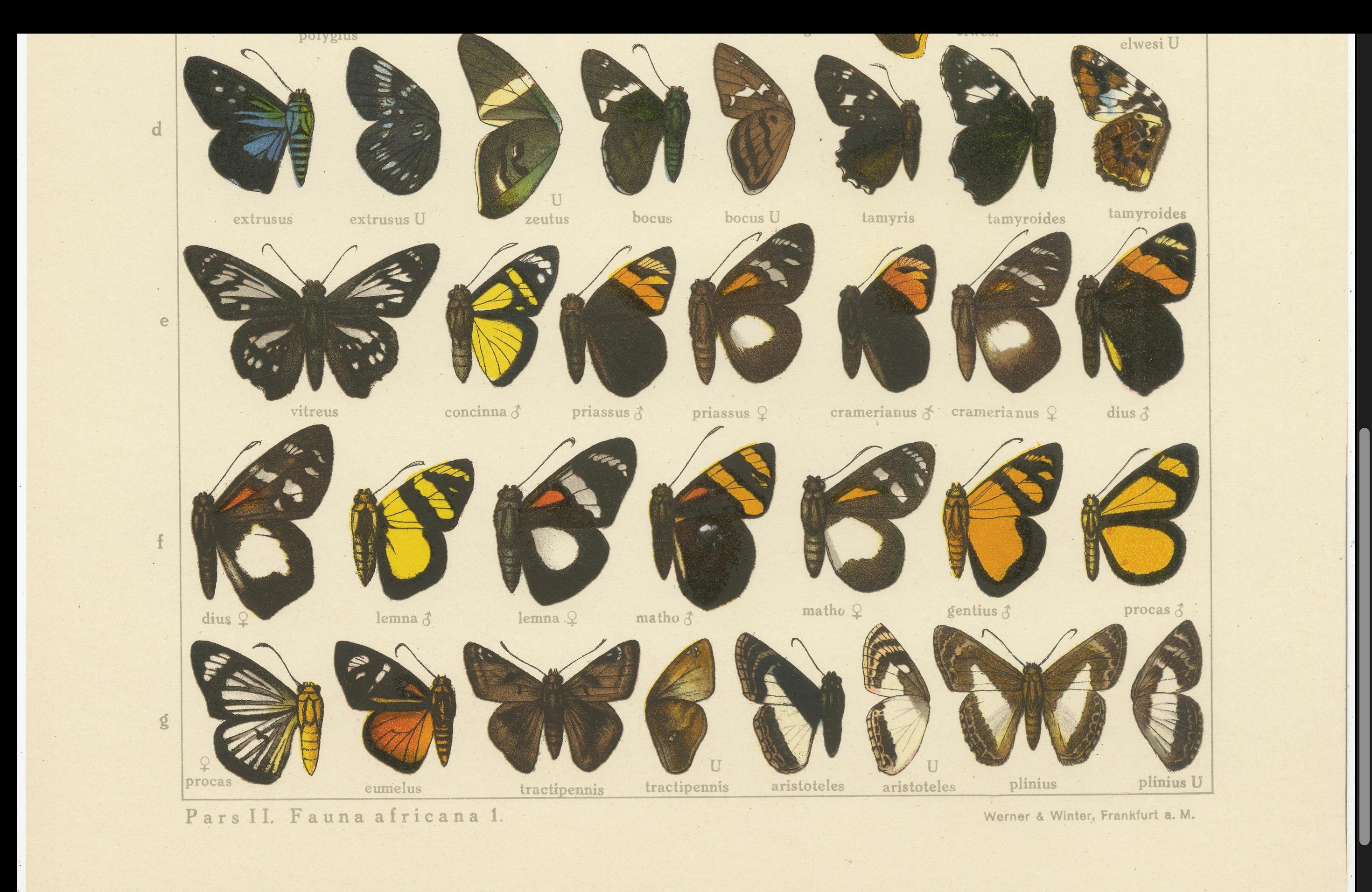 Set von 2 antiken Drucken von Schmetterlingen aus Afrika und Amerika, veröffentlicht 1910 (20. Jahrhundert) im Angebot