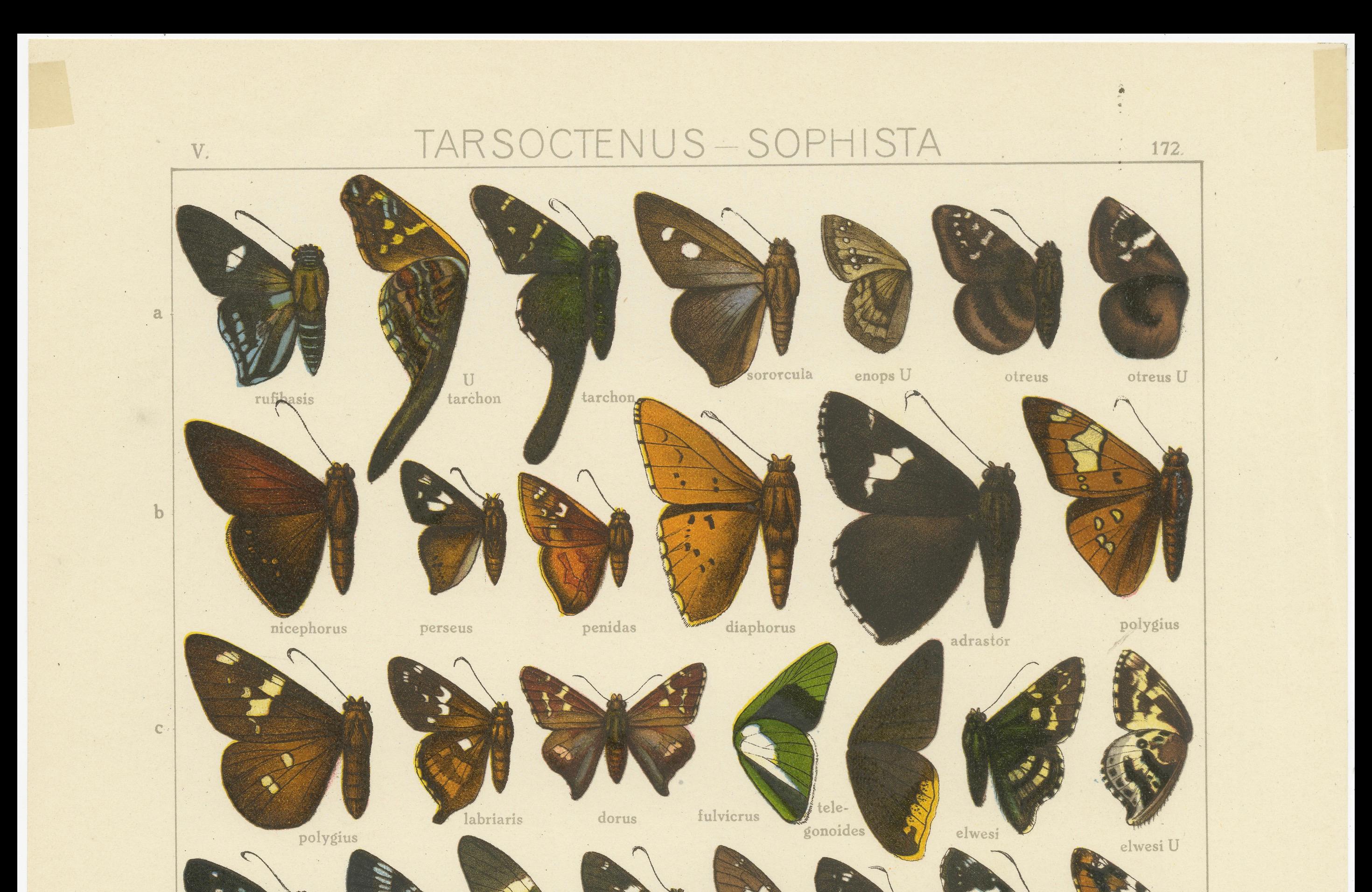 Paper Set of 2 Antique Prints of Butterflies of Africa and America, Published in 1910 For Sale