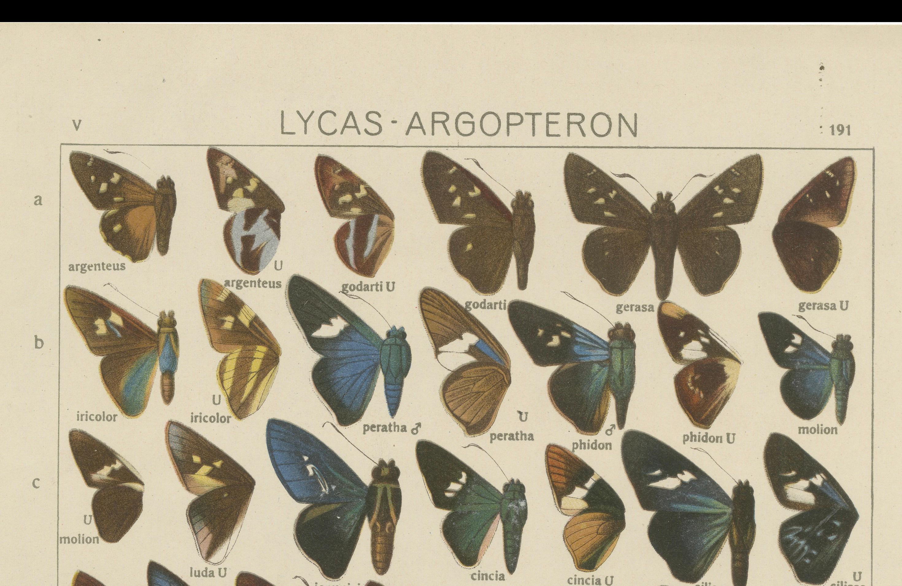 Set von 2 antiken Drucken von Schmetterlingen aus Afrika und Amerika, veröffentlicht 1910 im Angebot 1
