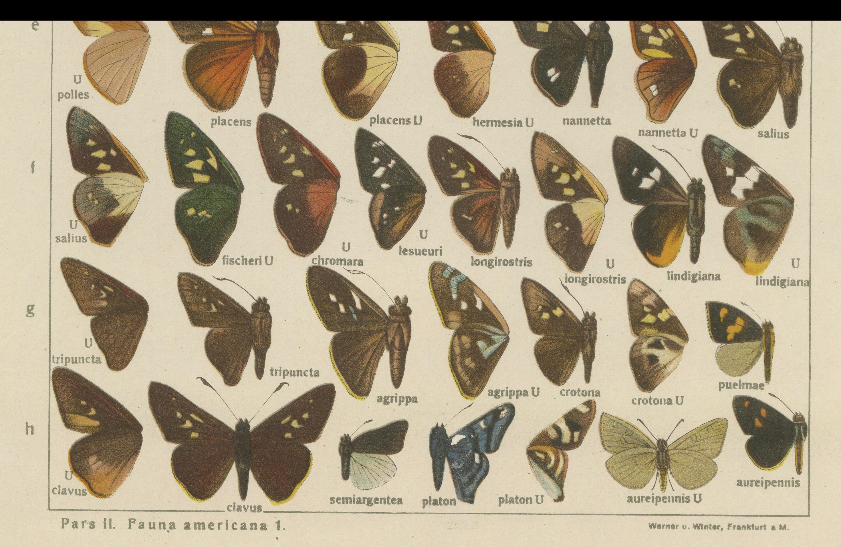 Set von 2 antiken Drucken von Schmetterlingen aus Afrika und Amerika, veröffentlicht 1910 im Angebot 2