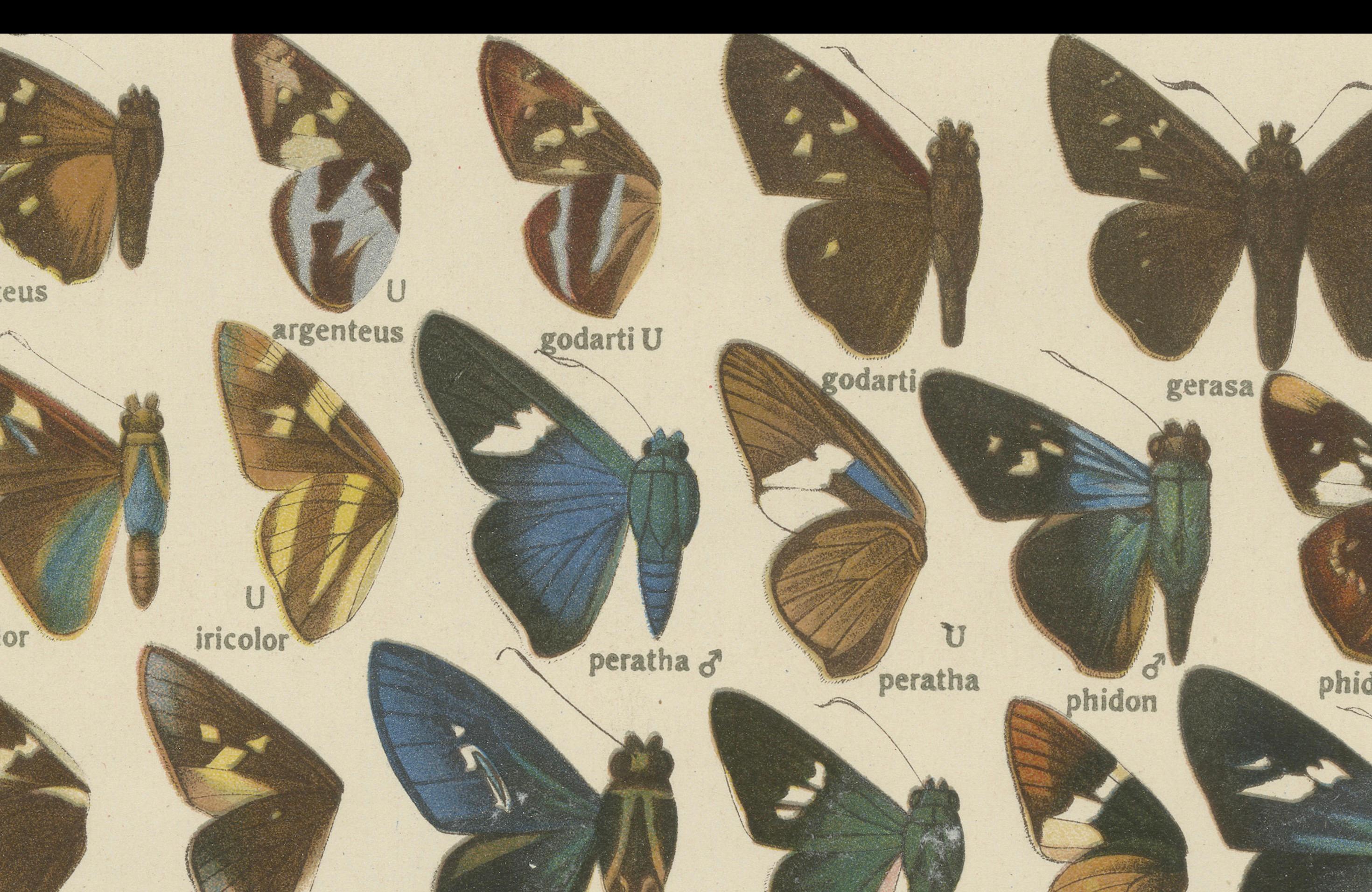 Set von 2 antiken Drucken von Schmetterlingen aus Afrika und Amerika, veröffentlicht 1910 im Angebot 3