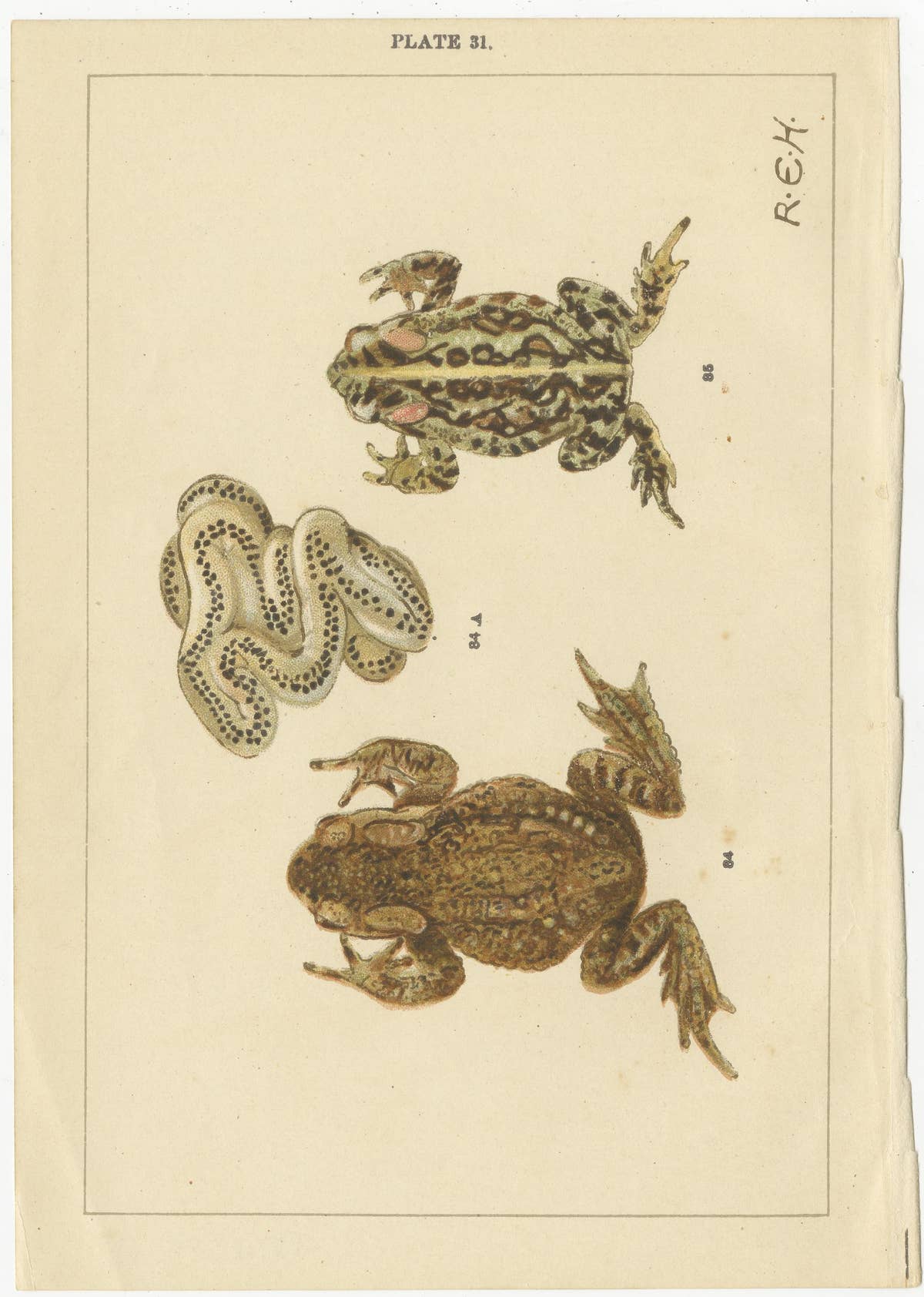 Set of 2 Antique Prints of Frogs, Tadpoles and Spawn