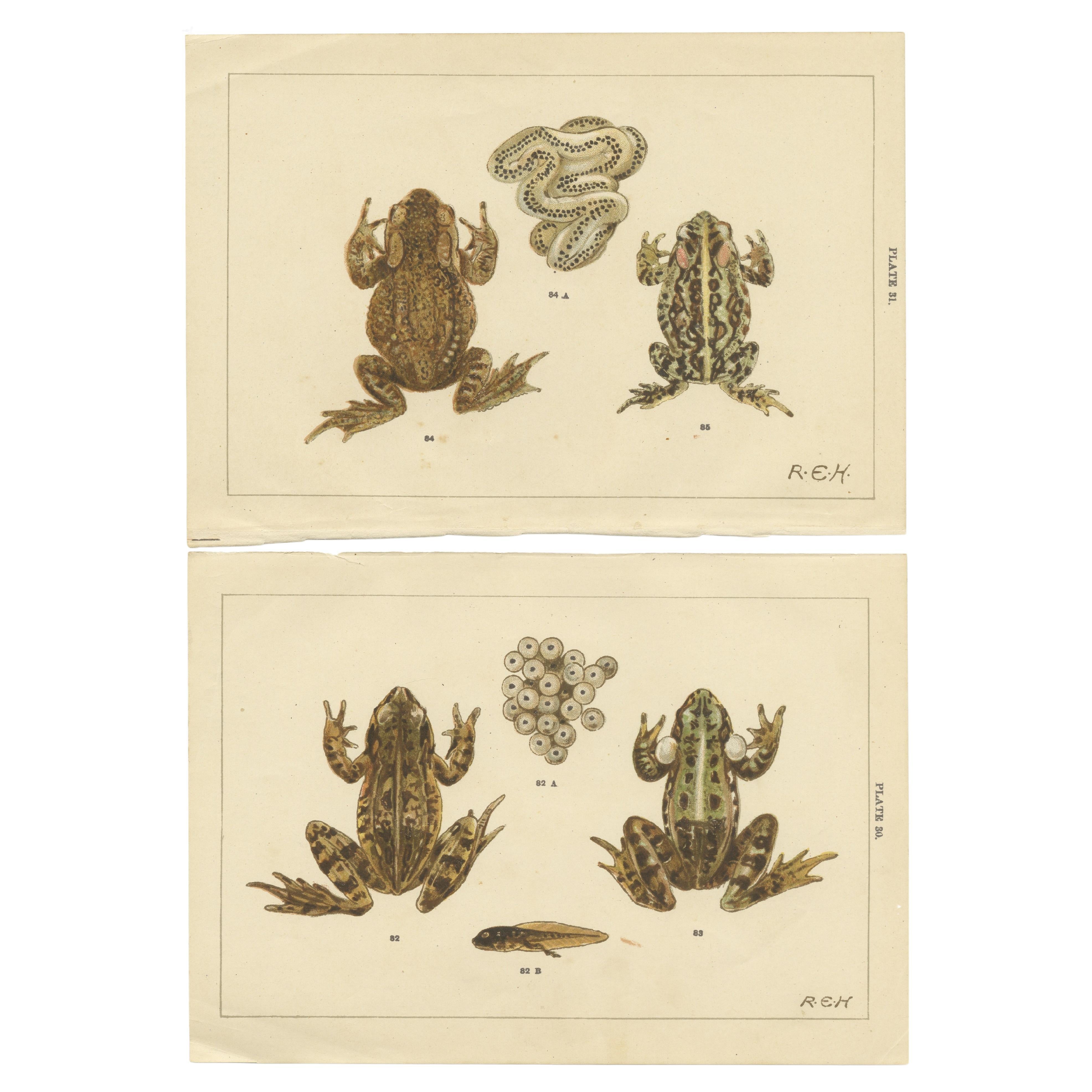 Set of 2 Antique Prints of Frogs, Tadpoles and Spawn