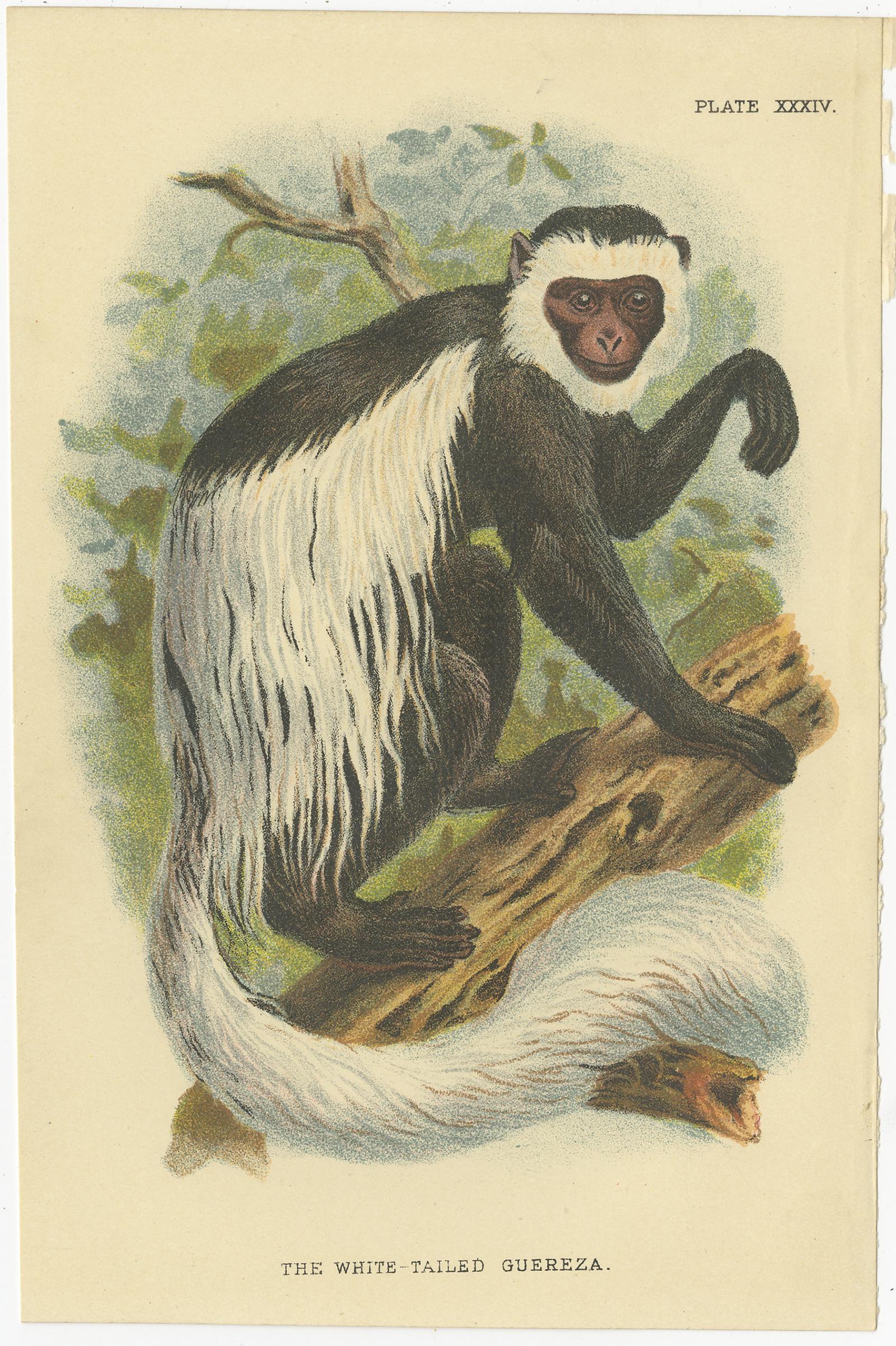 Set of two antique prints titled 'Bay Guereza - The White-Tailed Guereza'. Chromolithograph of guereza monkey species. These prints originate from 'Lloyds's Natural History (..)', by Edward Lloyd, published 1894-1897.