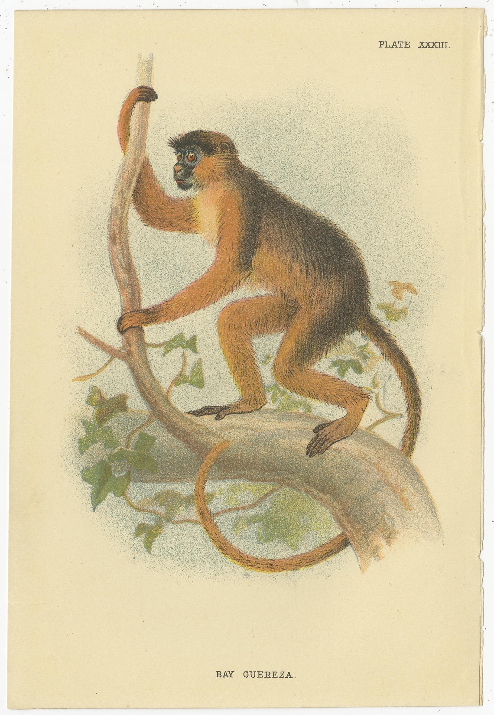 Set of 2 Antique Prints of Guereza Monkey species by Lloyd, circa 1894 In Fair Condition For Sale In Langweer, NL