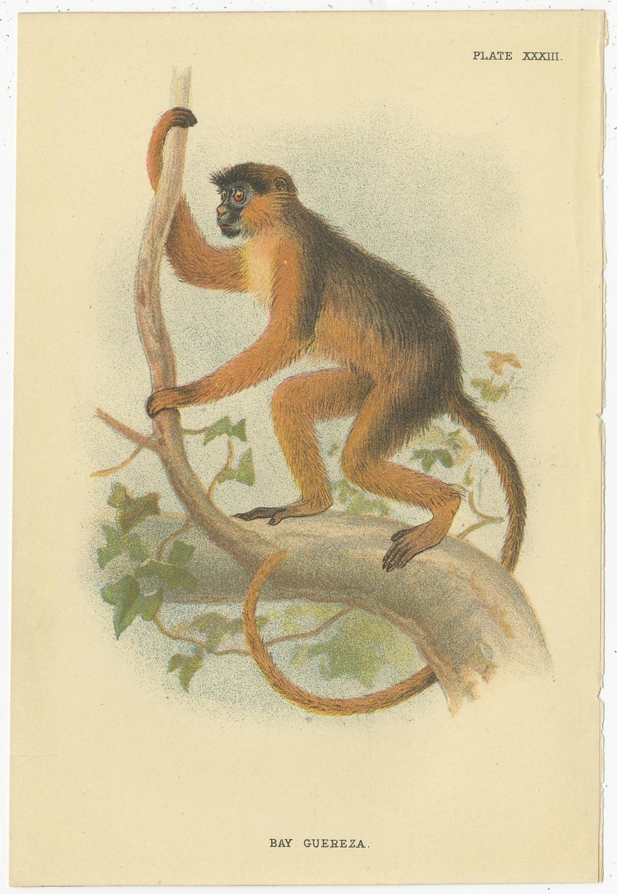 Set of 2 Antique Prints of Guereza Monkey species by Lloyd, circa 1894