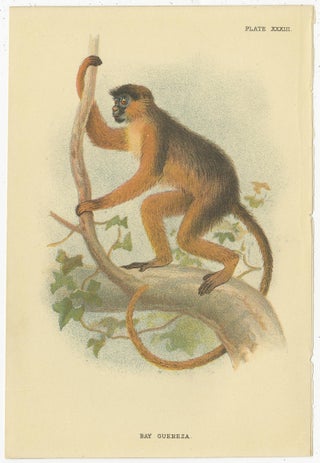 Set of 2 Antique Prints of Guereza Monkey species by Lloyd, circa 1894, view 3