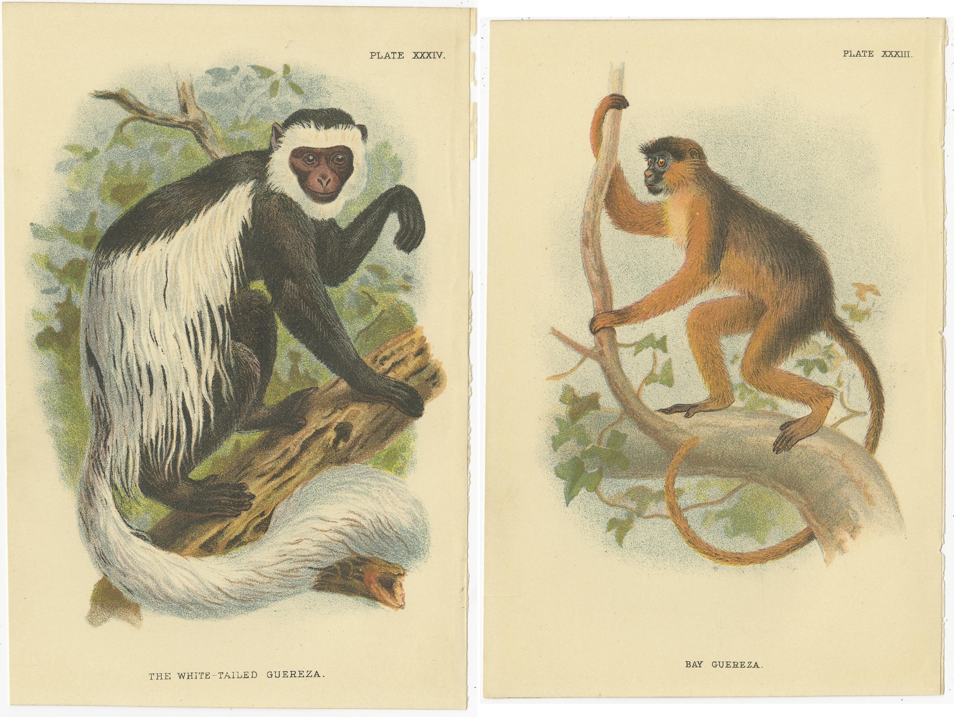 19th Century Set of 2 Antique Prints of Guereza Monkey species by Lloyd, circa 1894 For Sale