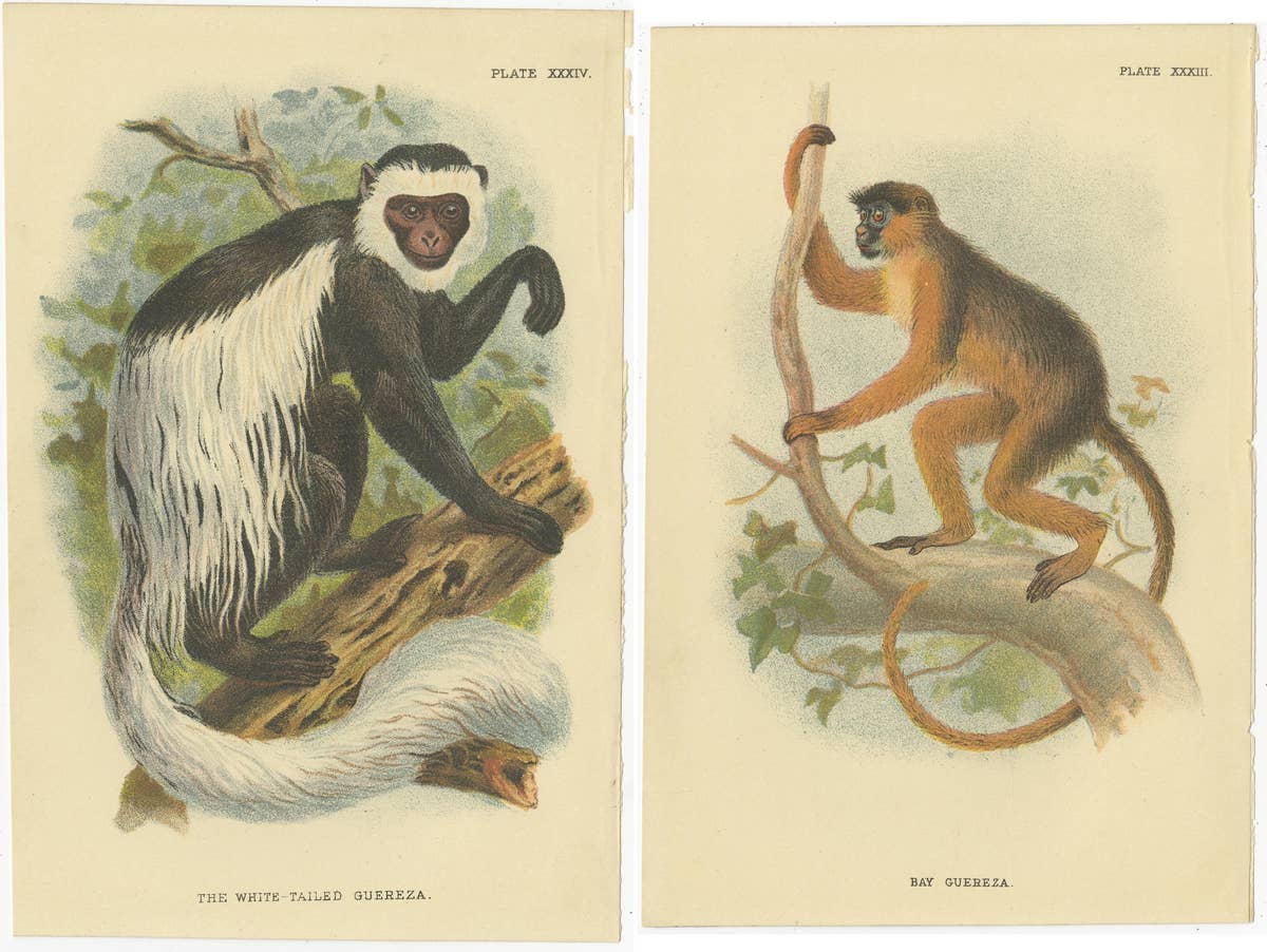 Set of 2 Antique Prints of Guereza Monkey species by Lloyd, circa 1894