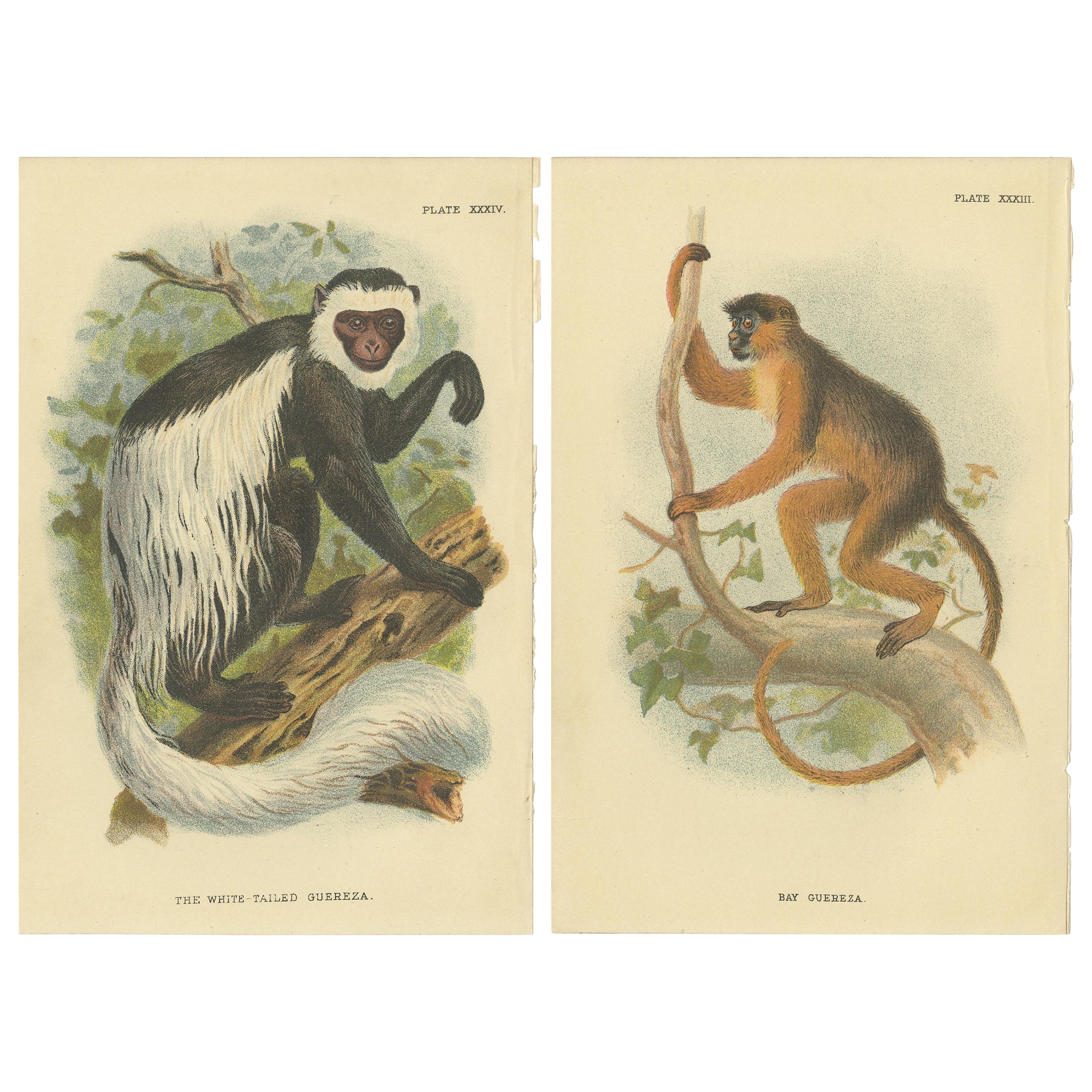 Satz von 2 antiken Drucken einer Guereza-Affenart von Lloyd, um 1894