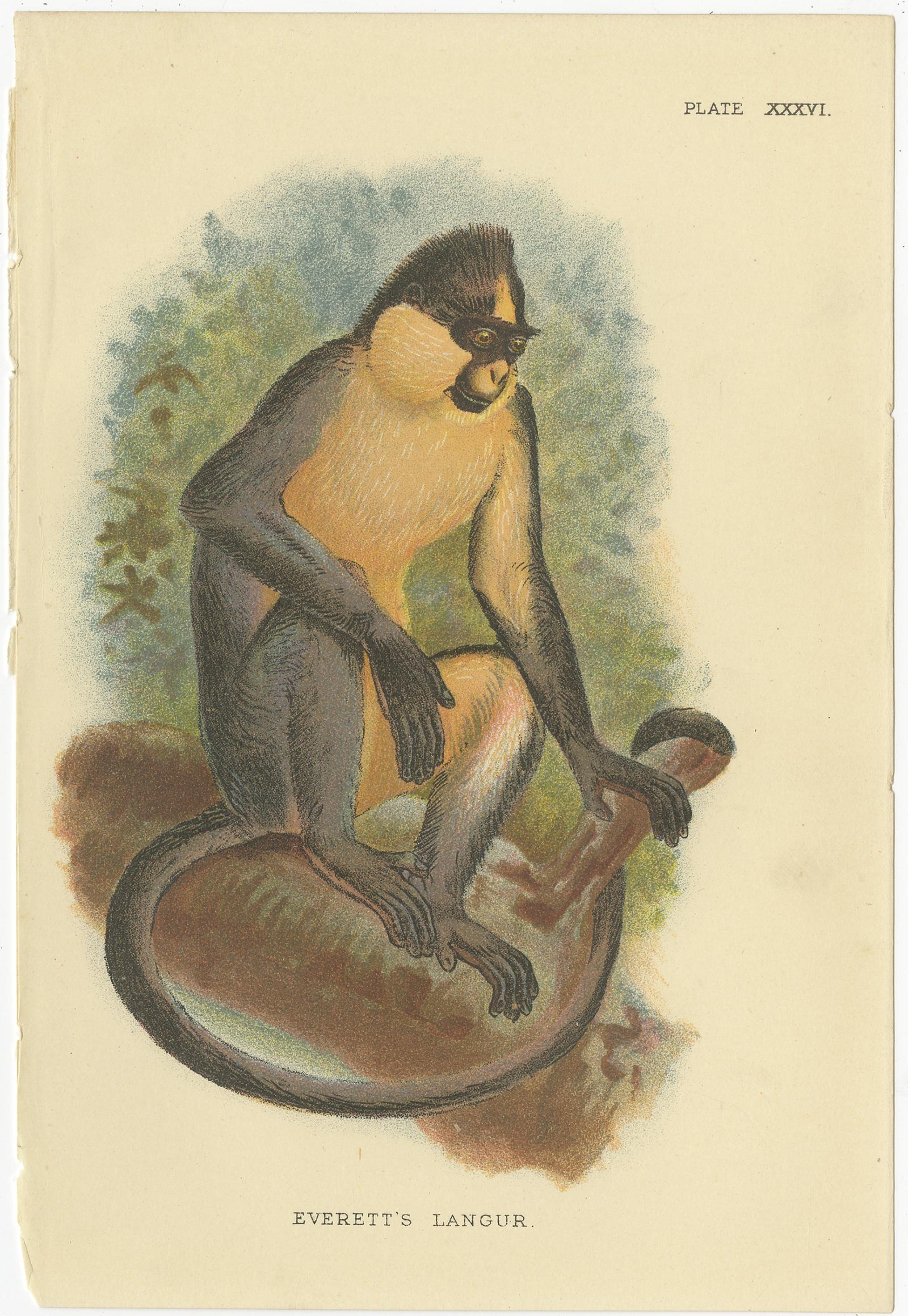 Ensemble de deux gravures anciennes intitulées 'Everett's Langur - Hose's Langur'. Chromolithographie de l'espèce de singe langur. Ces gravures proviennent de 