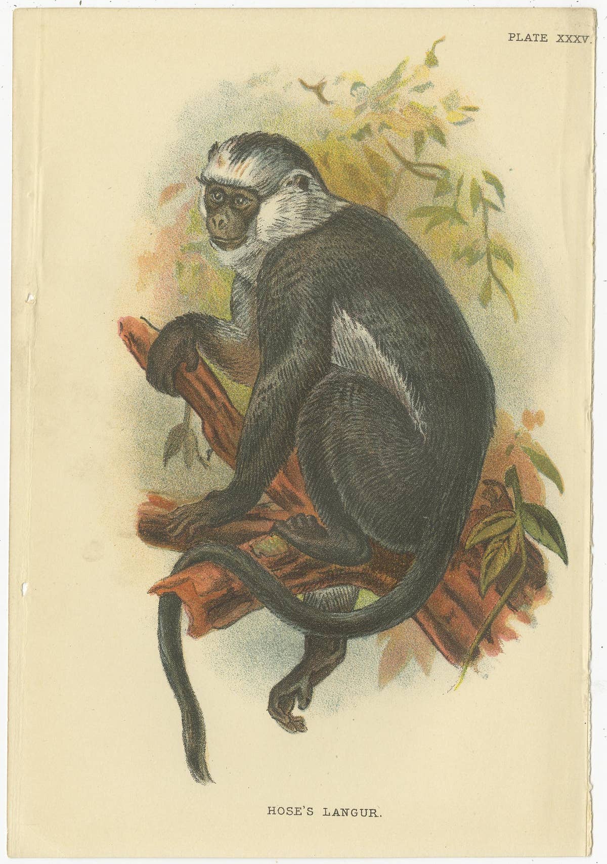 Set of 2 Antique Prints of Langur Monkey Species by Lloyd, circa 1894